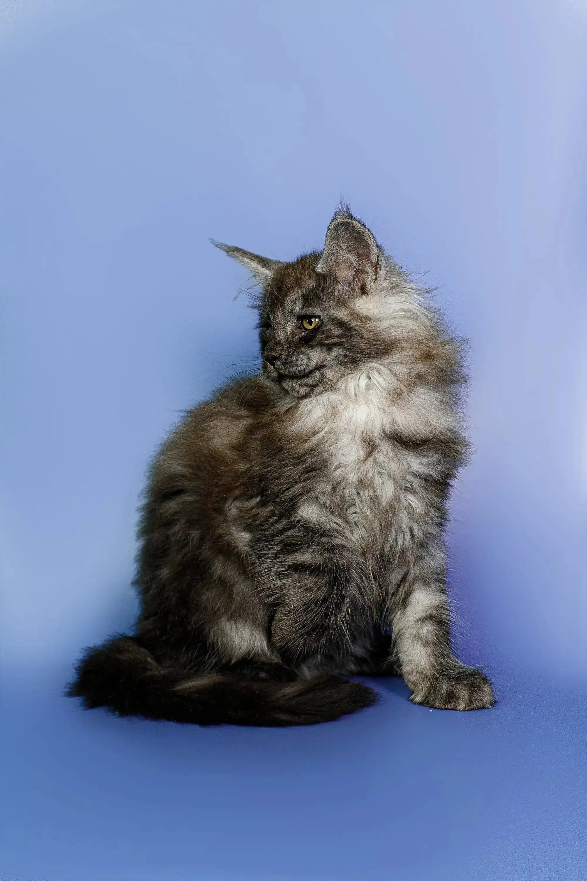 Nefertiti | Maine Coon Kitten - Image 9