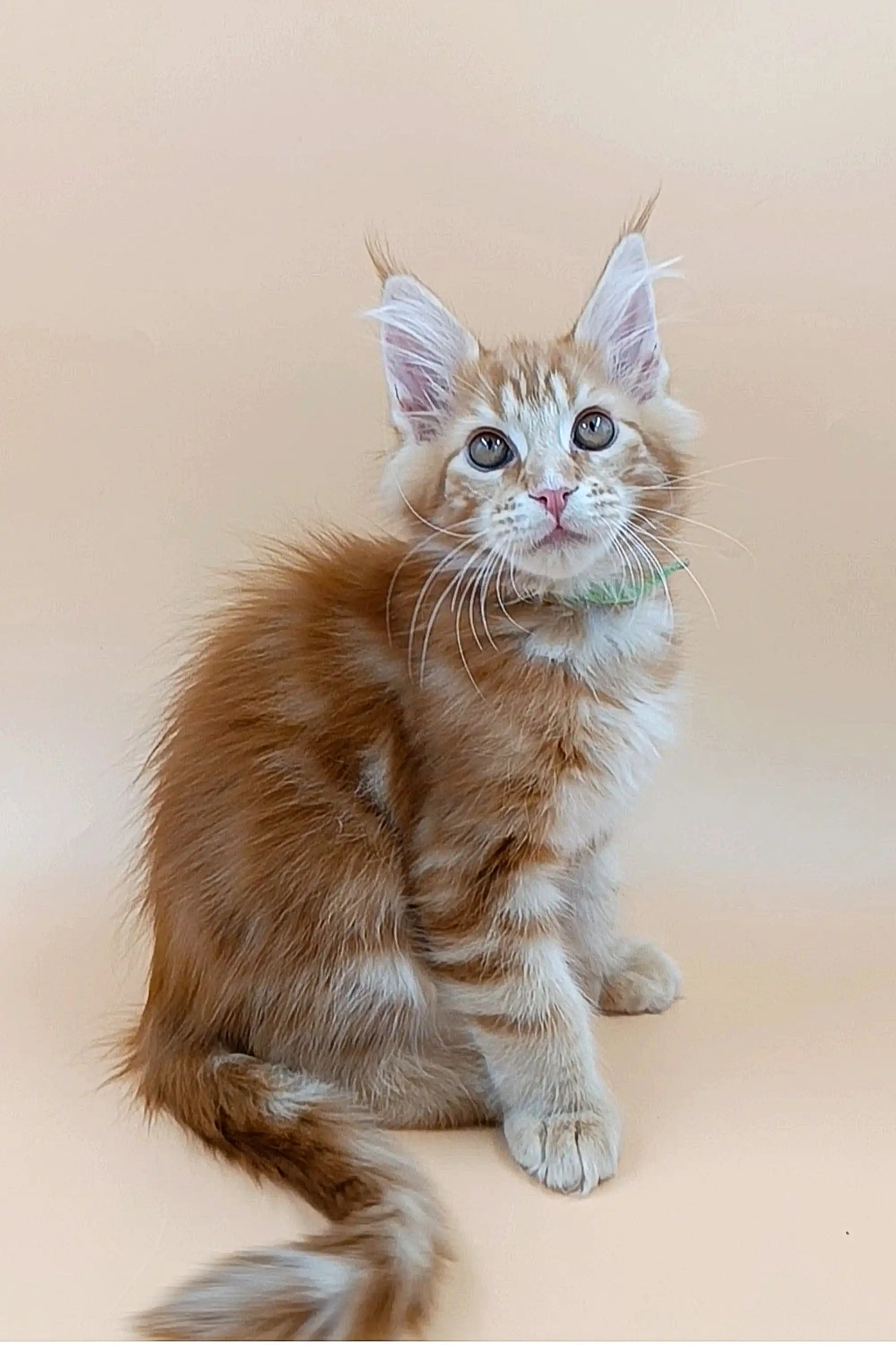 Nemo | Maine Coon Kitten - Image 3