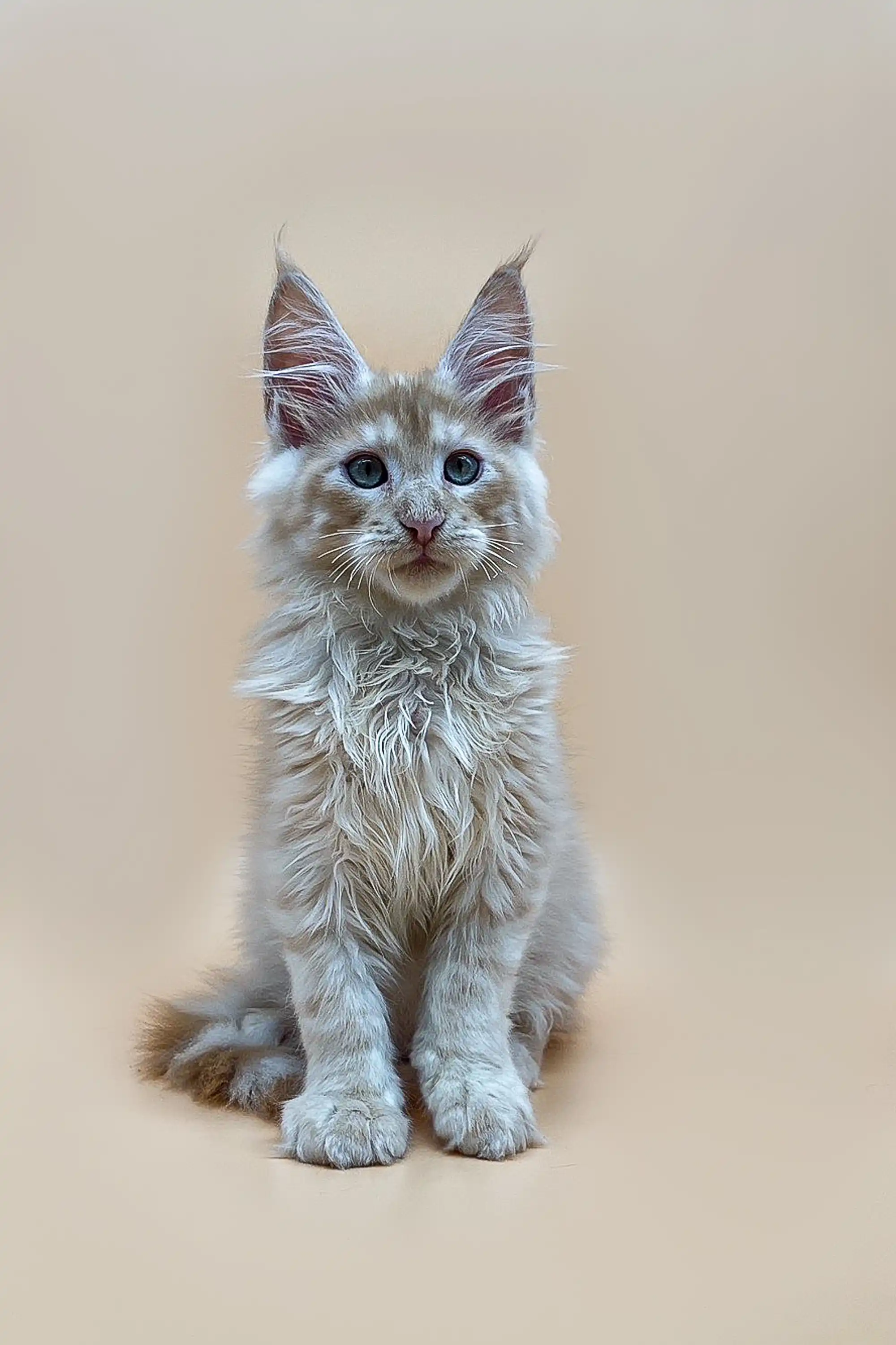 Nemo | Maine Coon Kitten - Image 7