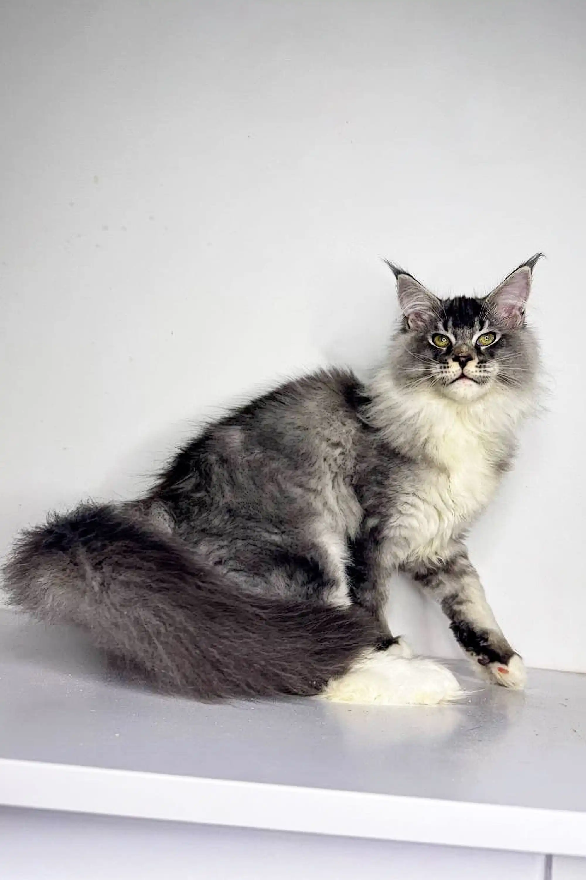 Neo | Maine Coon Kitten - Image 11