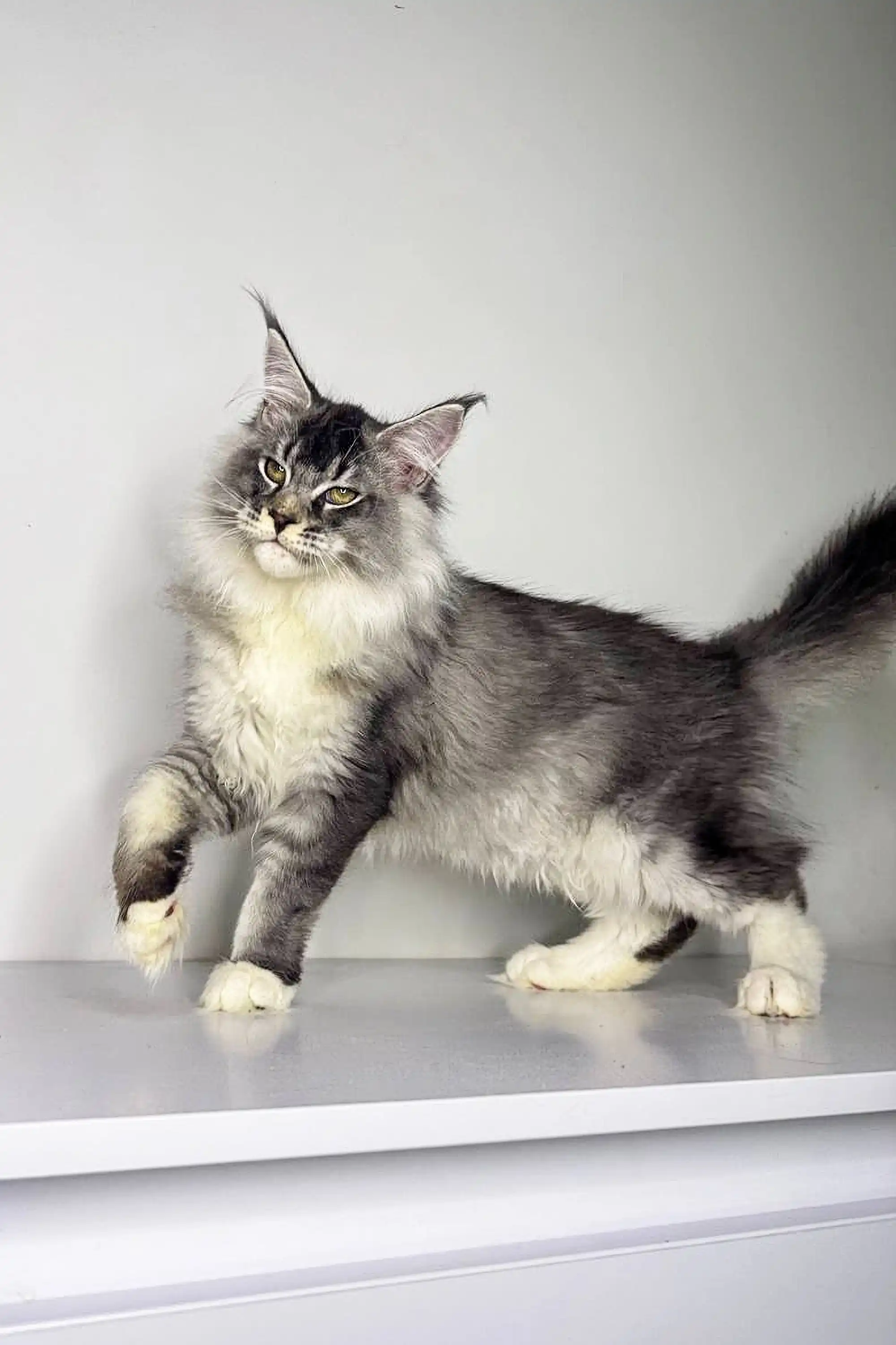 Neo | Maine Coon Kitten - Image 12