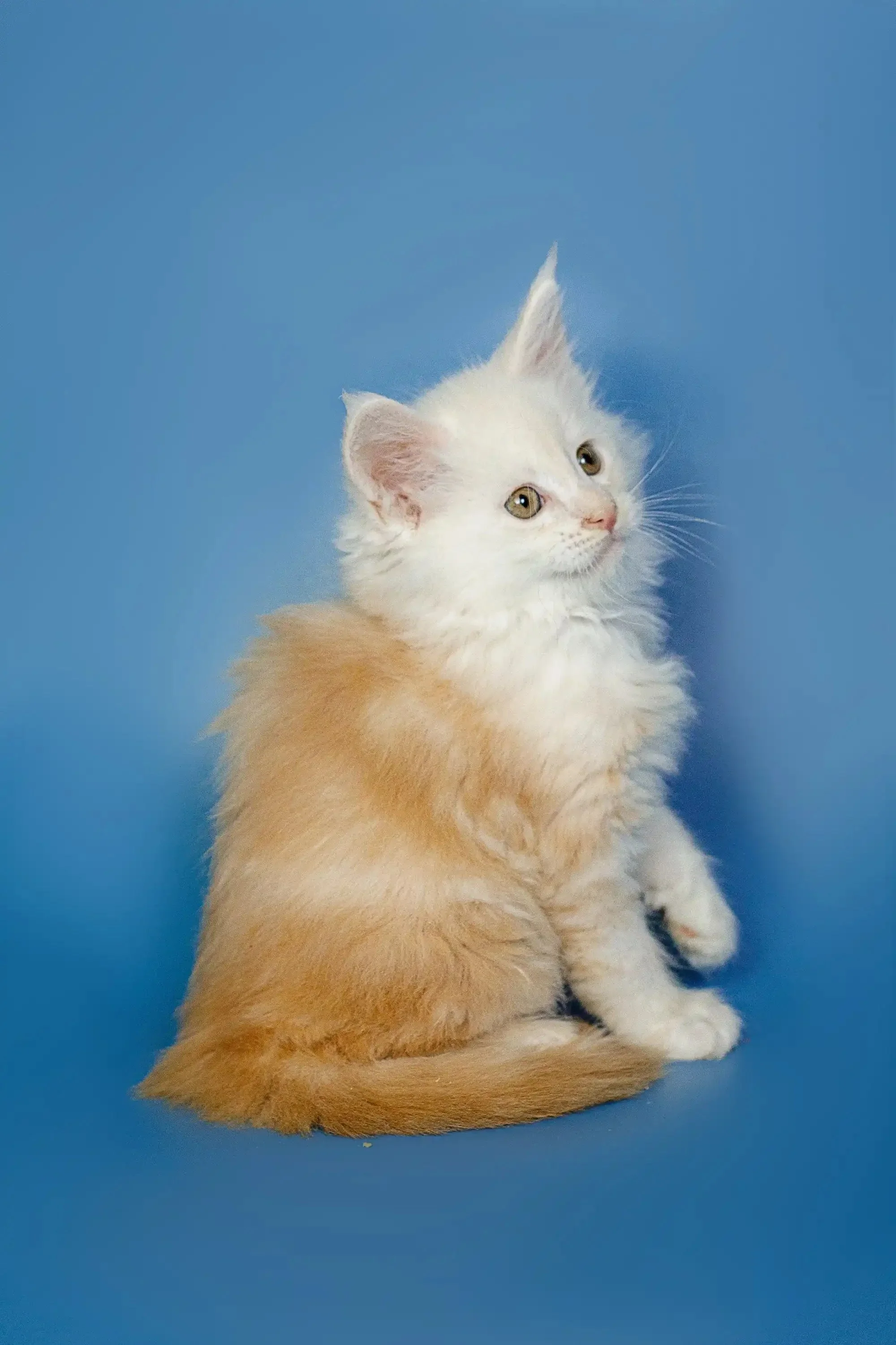 Neo | Maine Coon Kitten - Image 17