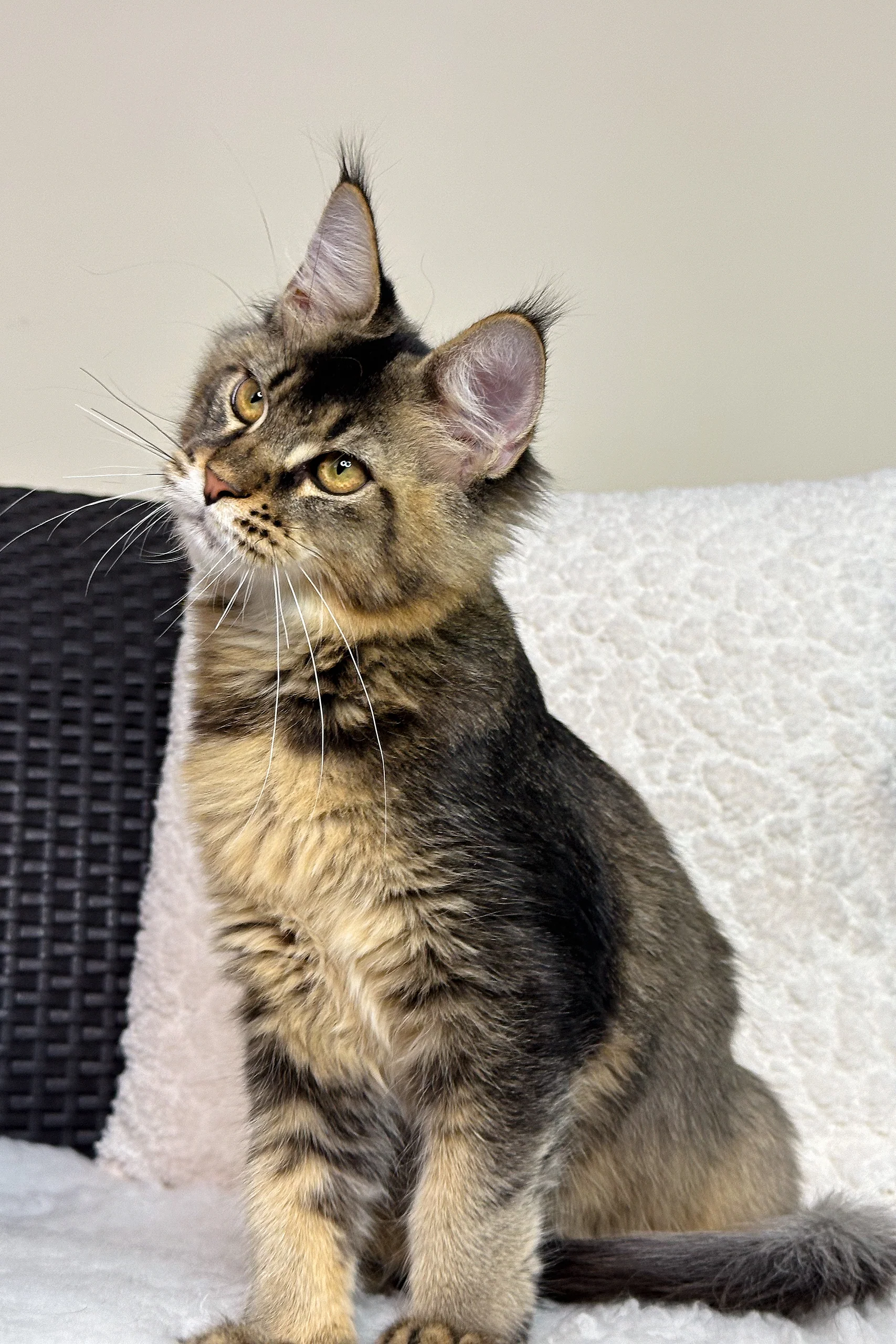 Neo | Maine Coon Kitten - Image 5