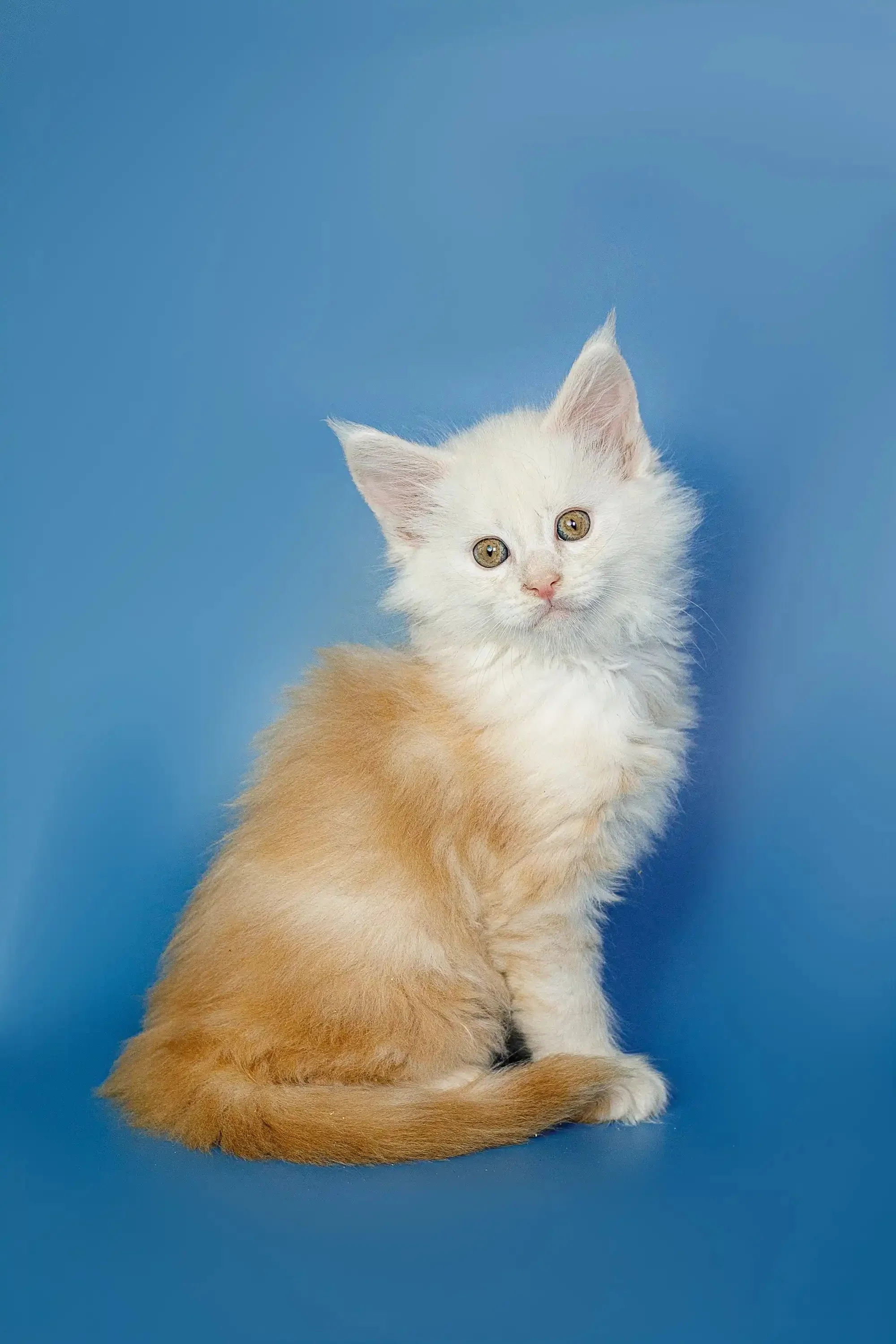 Neo | Maine Coon Kitten - Image 2