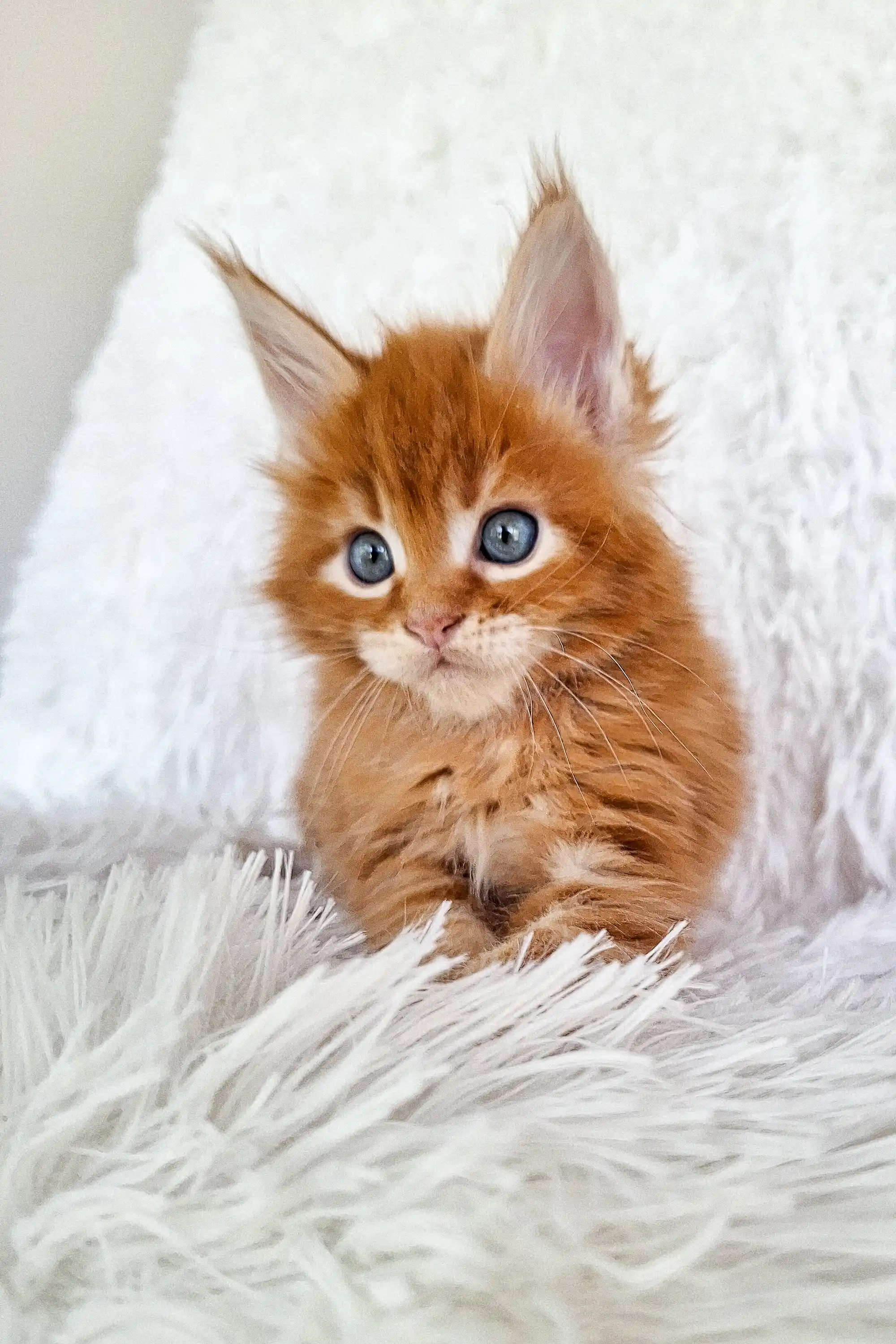 Newton | Maine Coon Kitten - Image 12