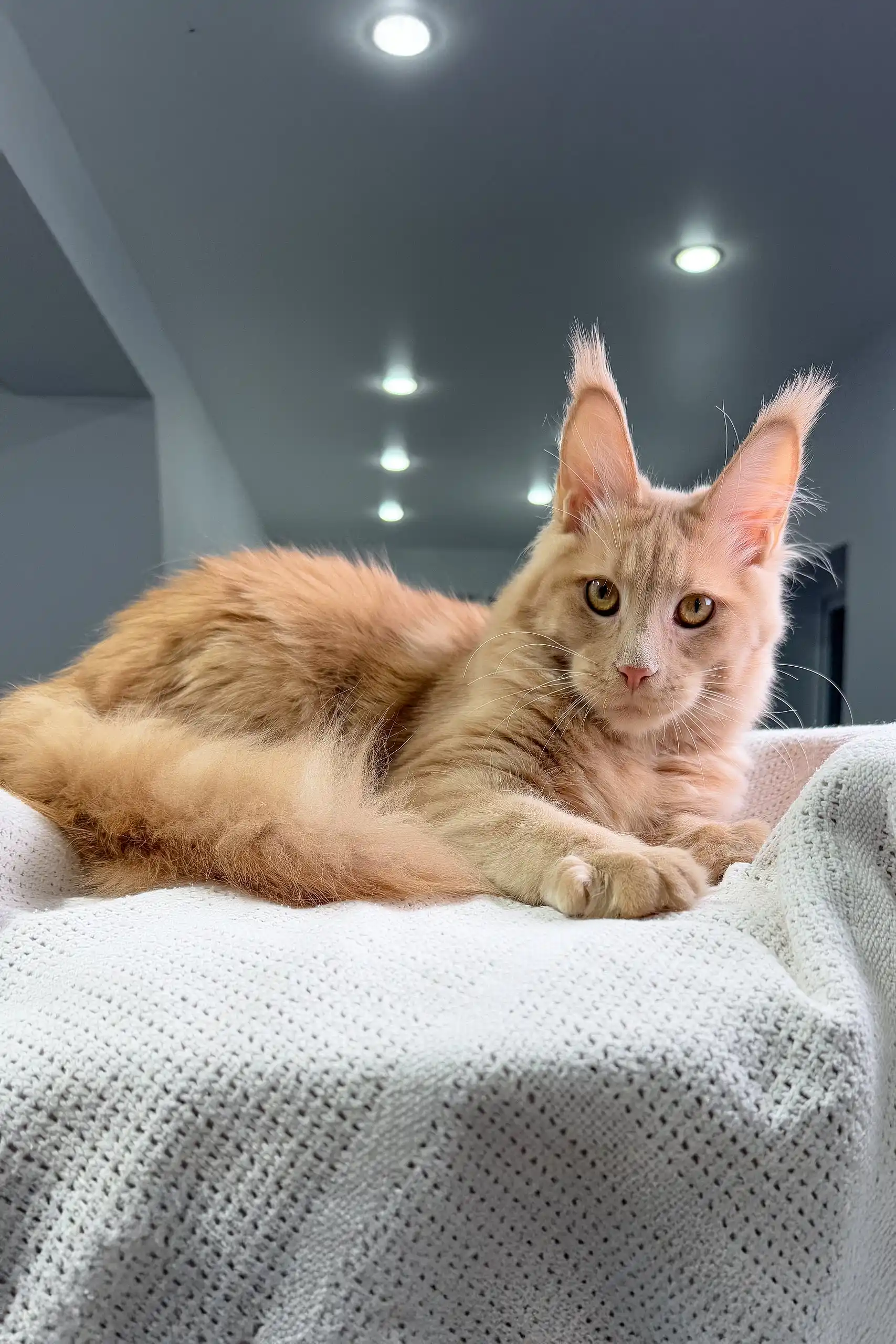 Niagara | Maine Coon Kitten - Image 3