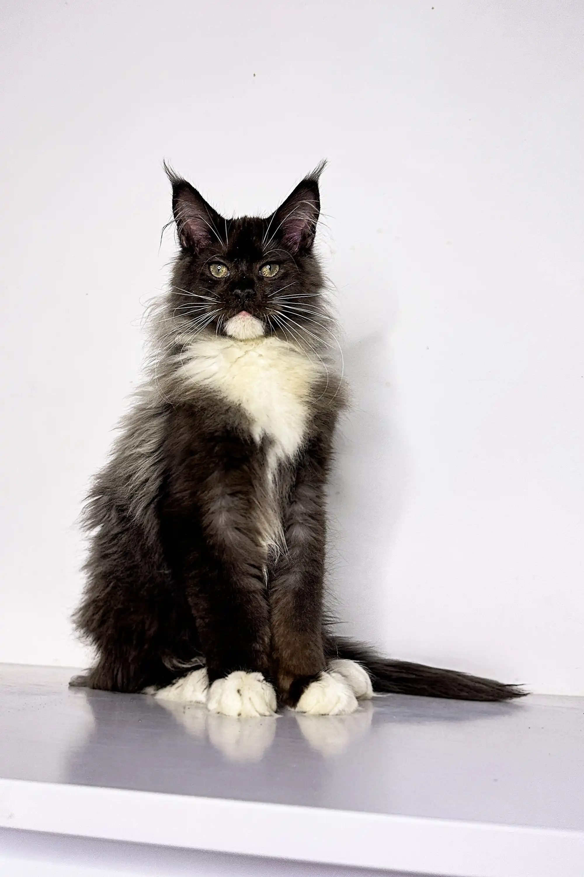 Nick | Maine Coon Kitten - Image 8