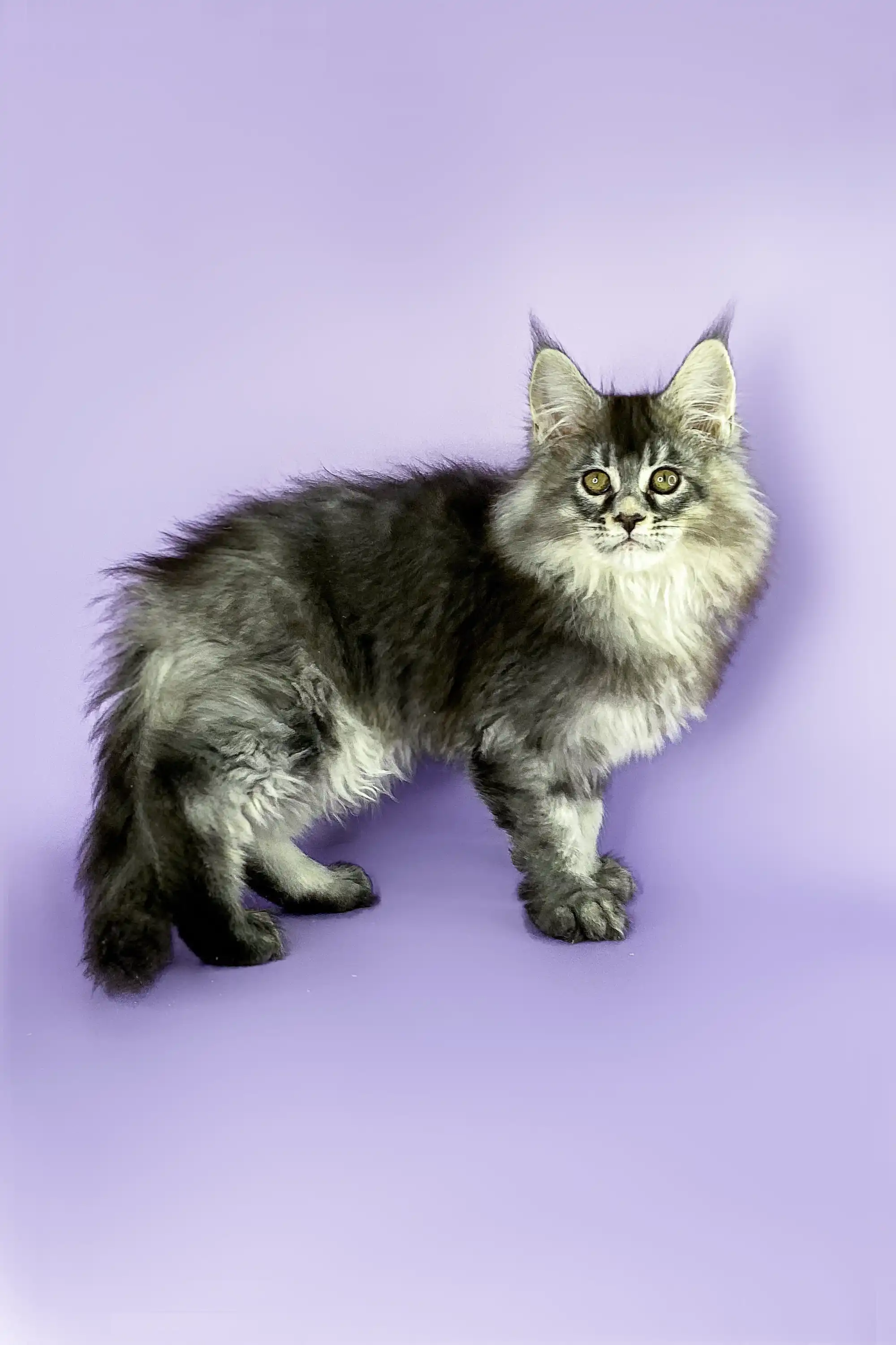 Nick | Maine Coon Kitten - Image 4