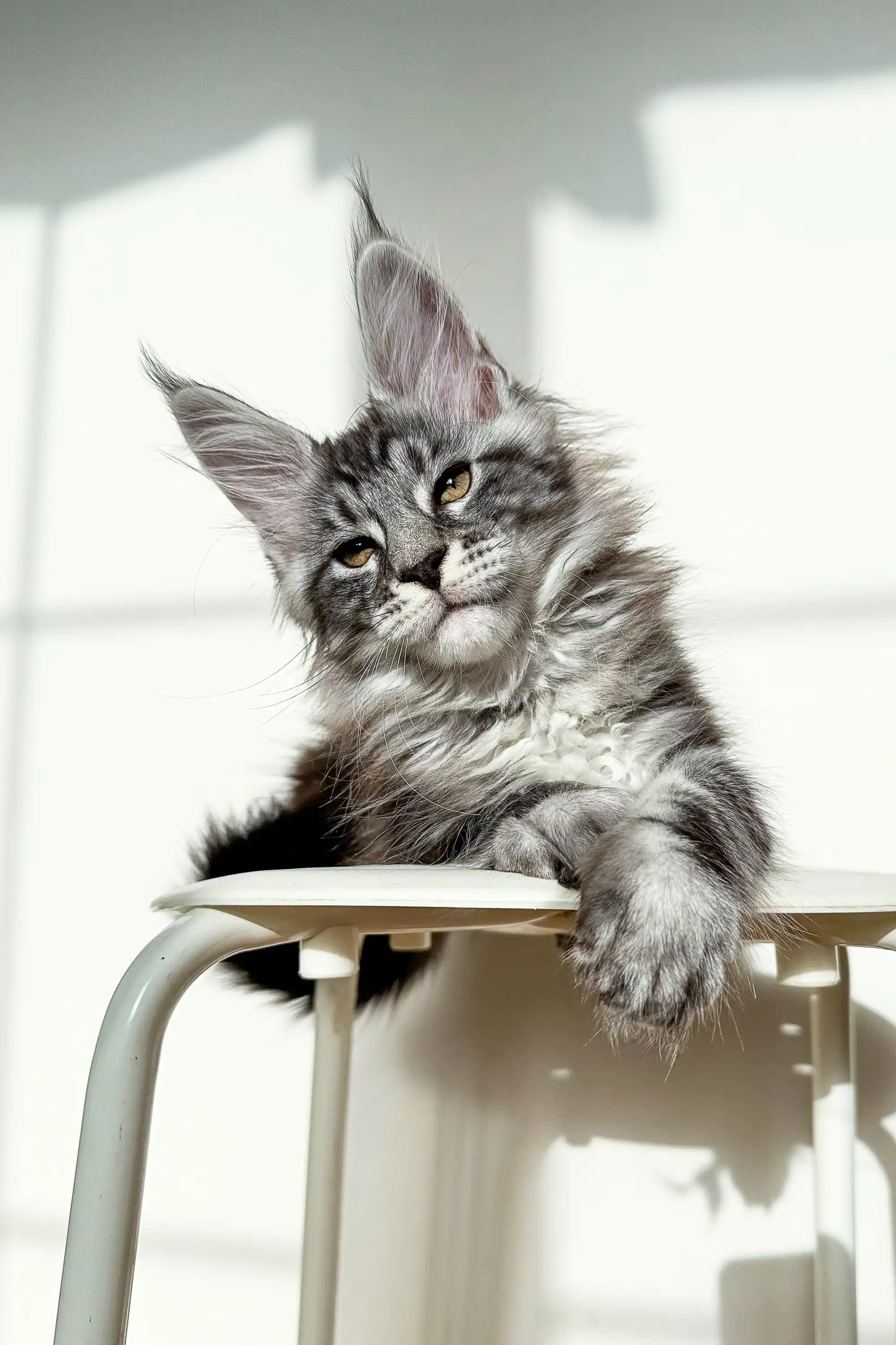 Nickel | Maine Coon Kitten - Image 5