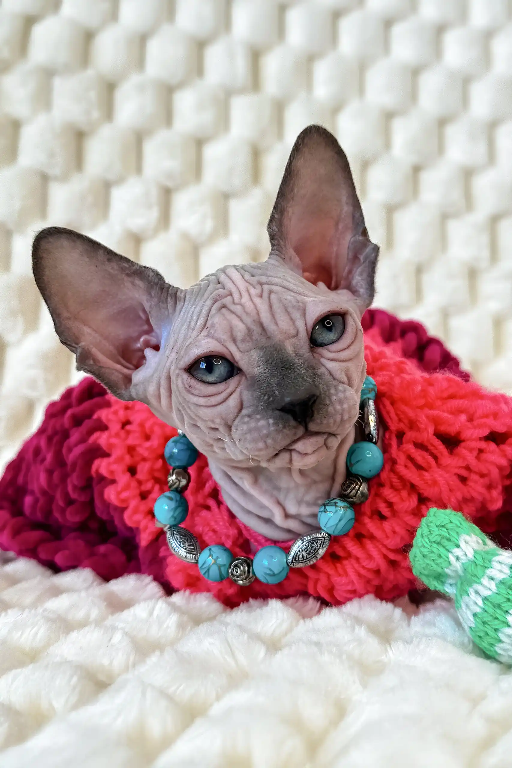 Nicole | Canadian Sphynx Kitten - Image 11