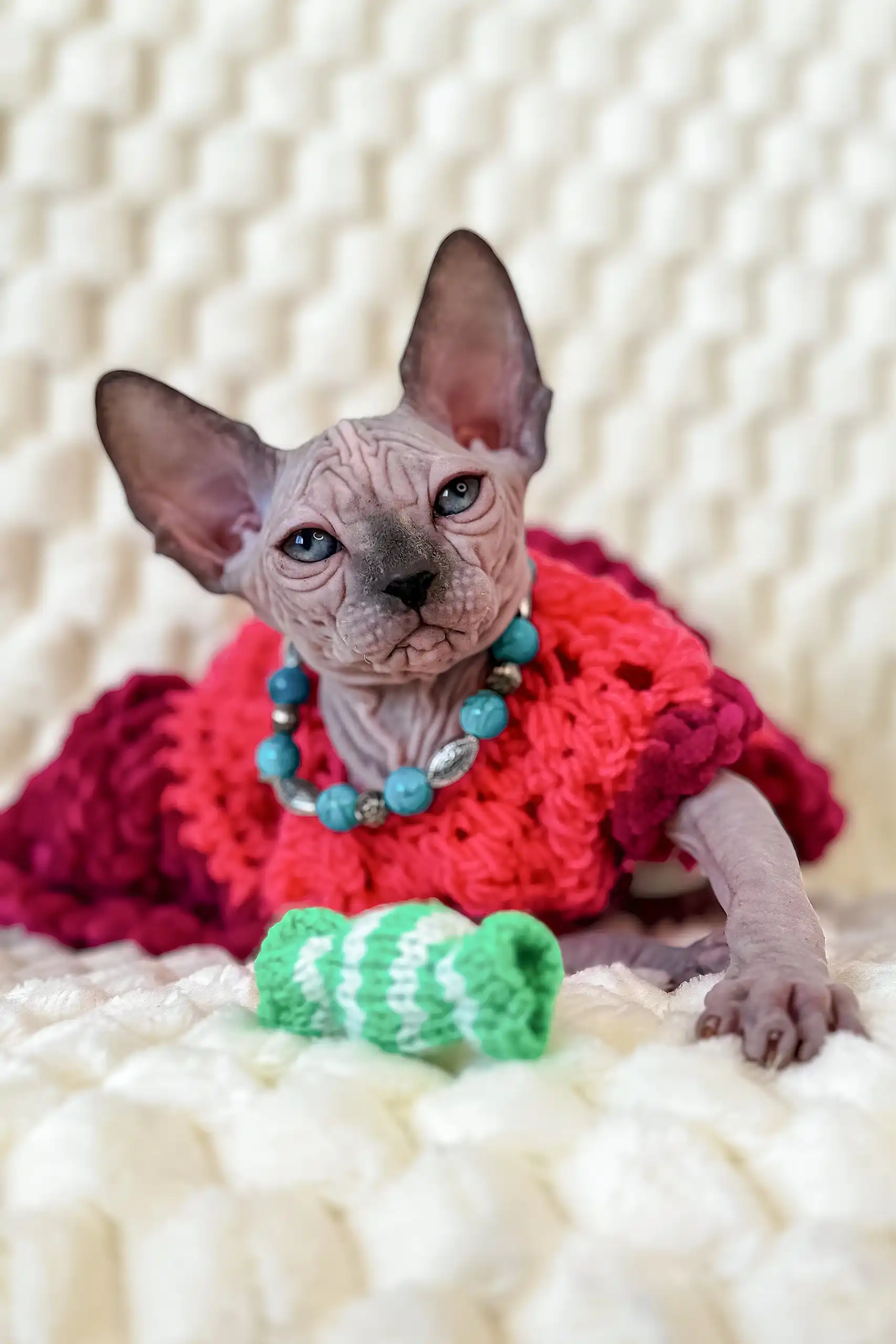 Nicole | Canadian Sphynx Kitten - Image 13
