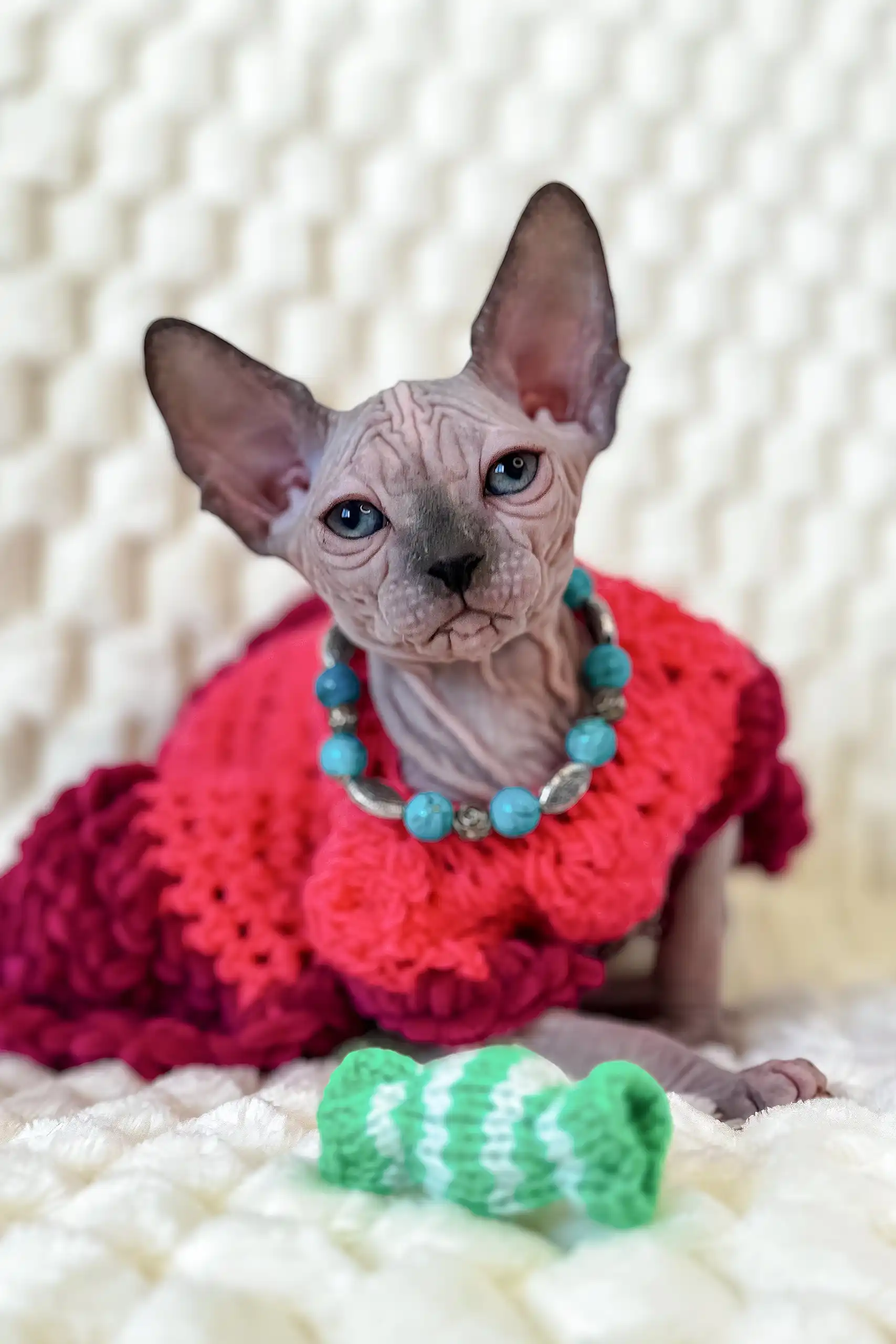 Nicole | Canadian Sphynx Kitten - Image 7