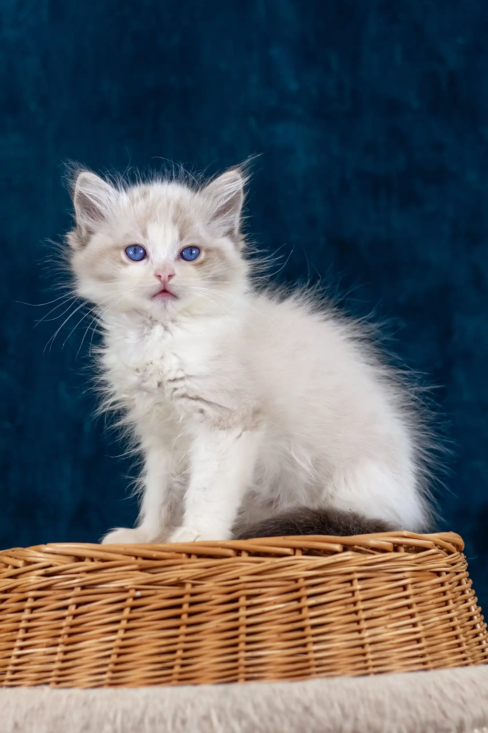 Nicolette | Ragdoll Kitten - Image 2