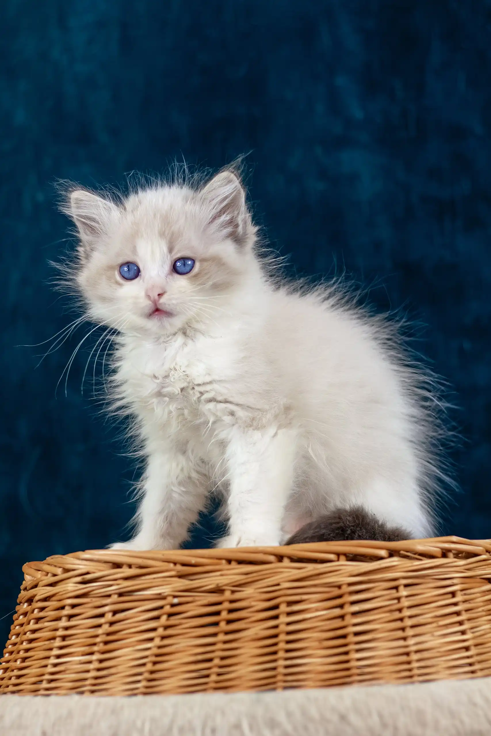 Nicolette | Ragdoll Kitten - Image 4