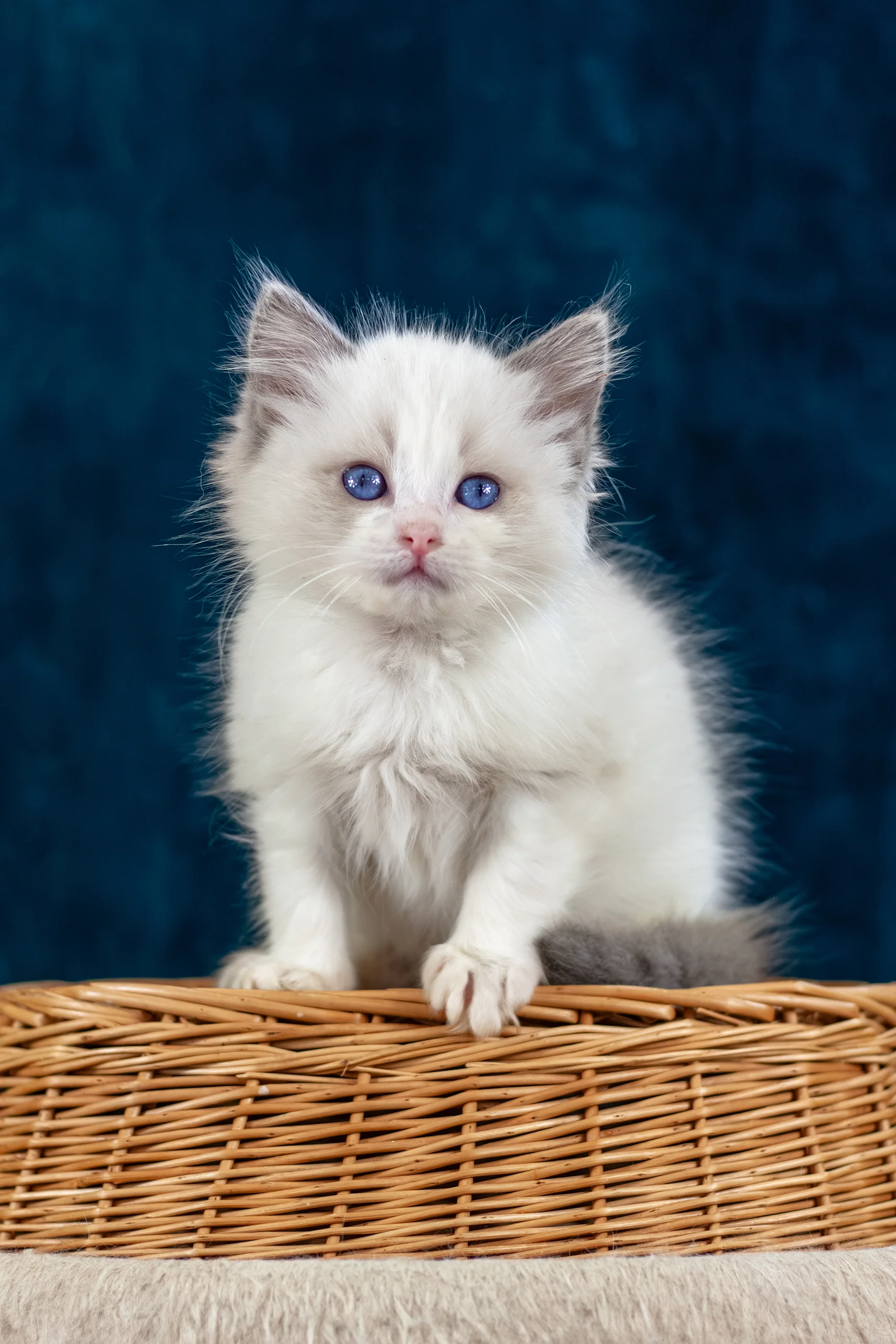 Niege | Ragdoll Kitten - Image 3