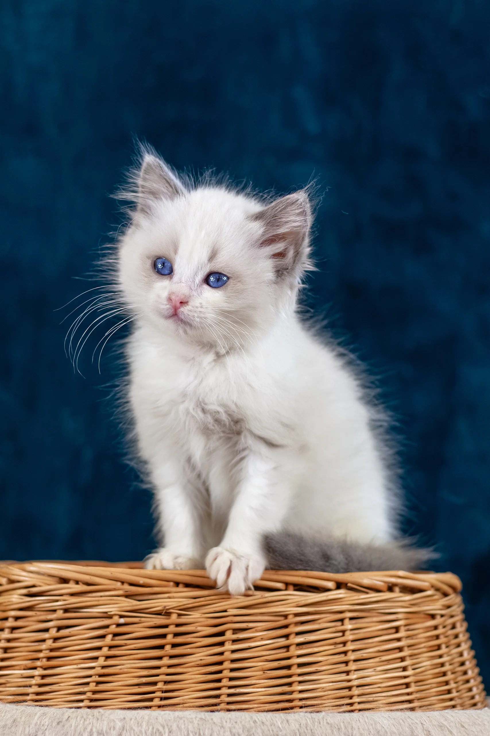 Niege | Ragdoll Kitten - Image 4