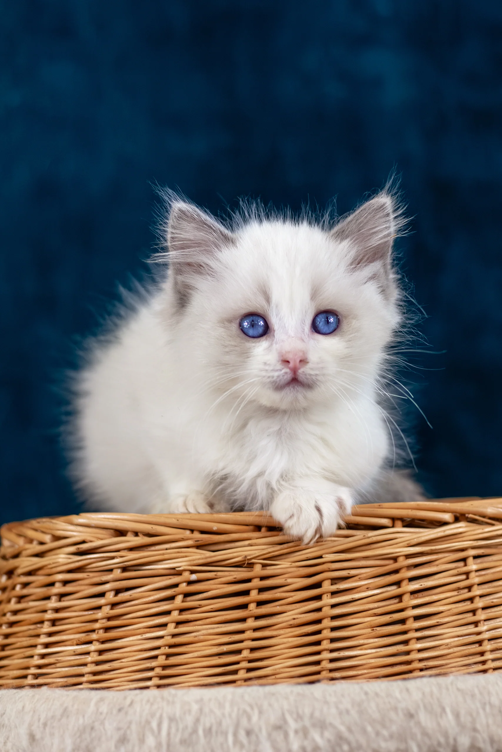 Niege | Ragdoll Kitten - Image 5