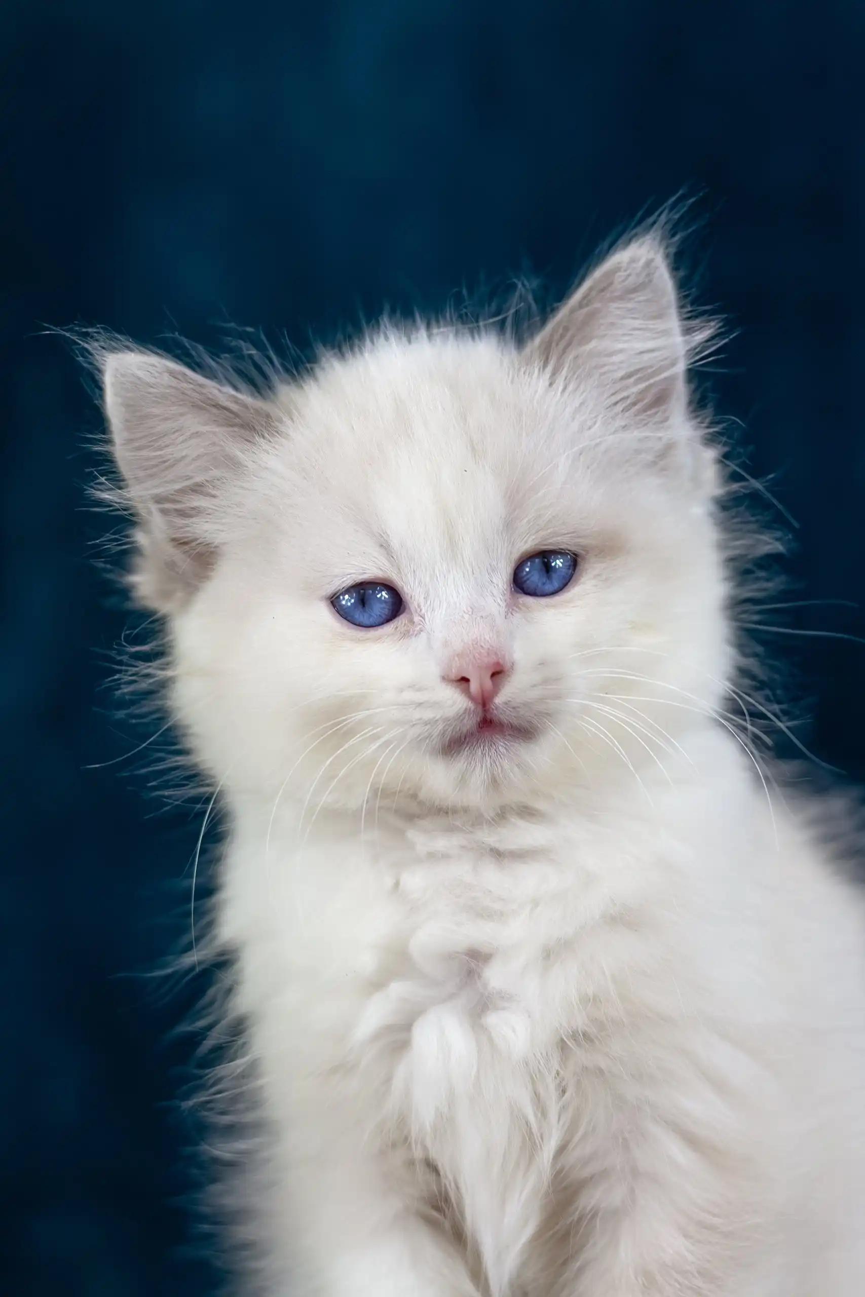 Nifty | Ragdoll Kitten - Image 2