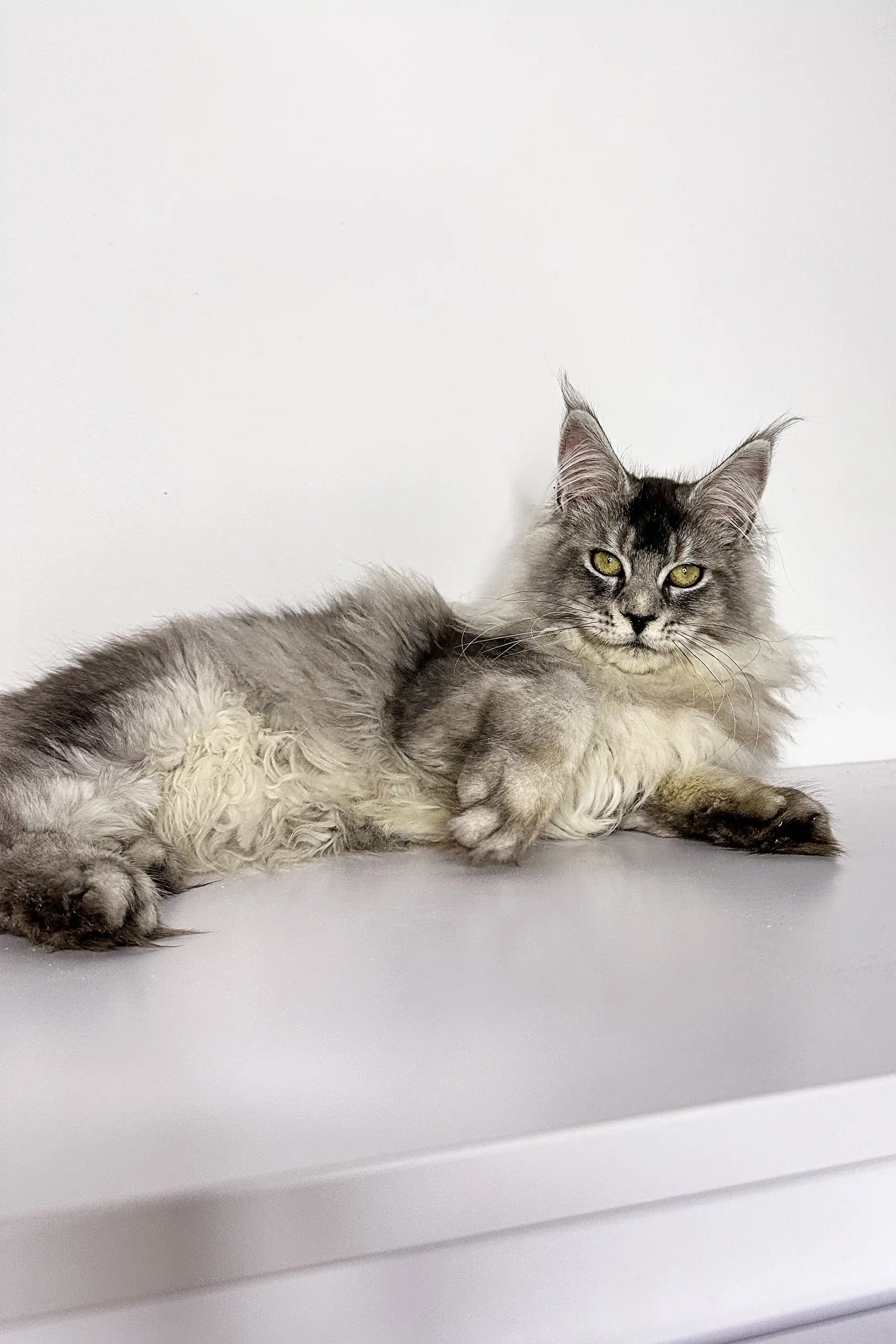 Nika | Maine Coon Kitten - Image 10