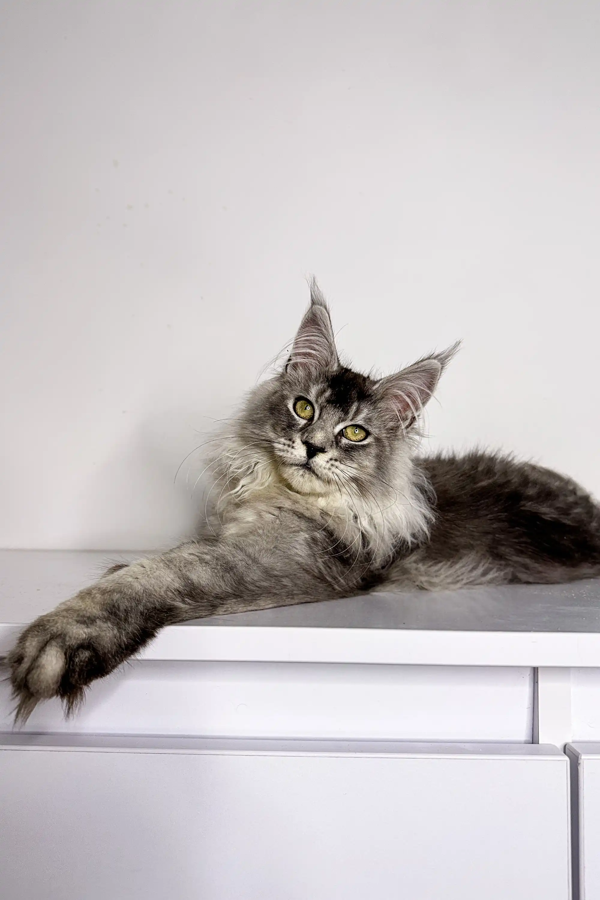 Nika | Maine Coon Kitten - Image 9