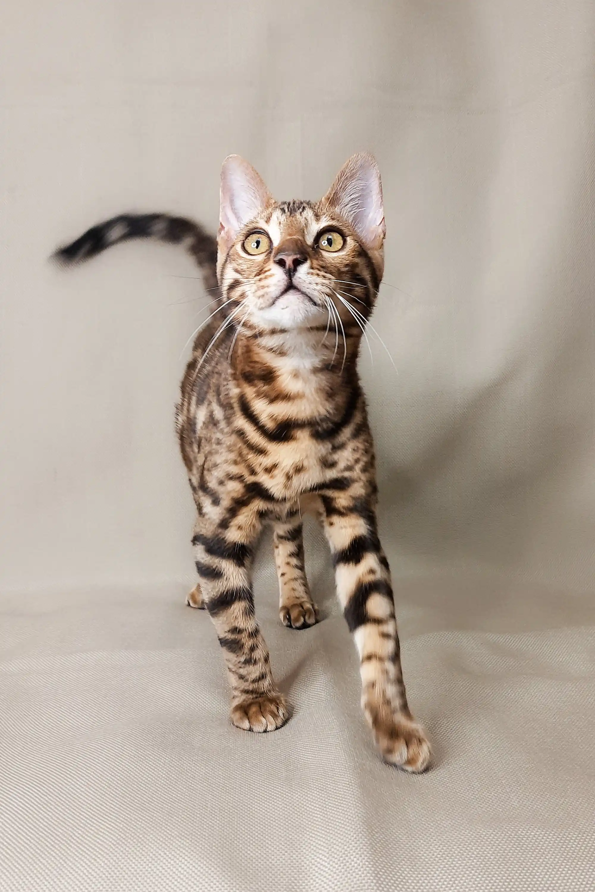 Nikolas | Bengal Kitten - Image 5