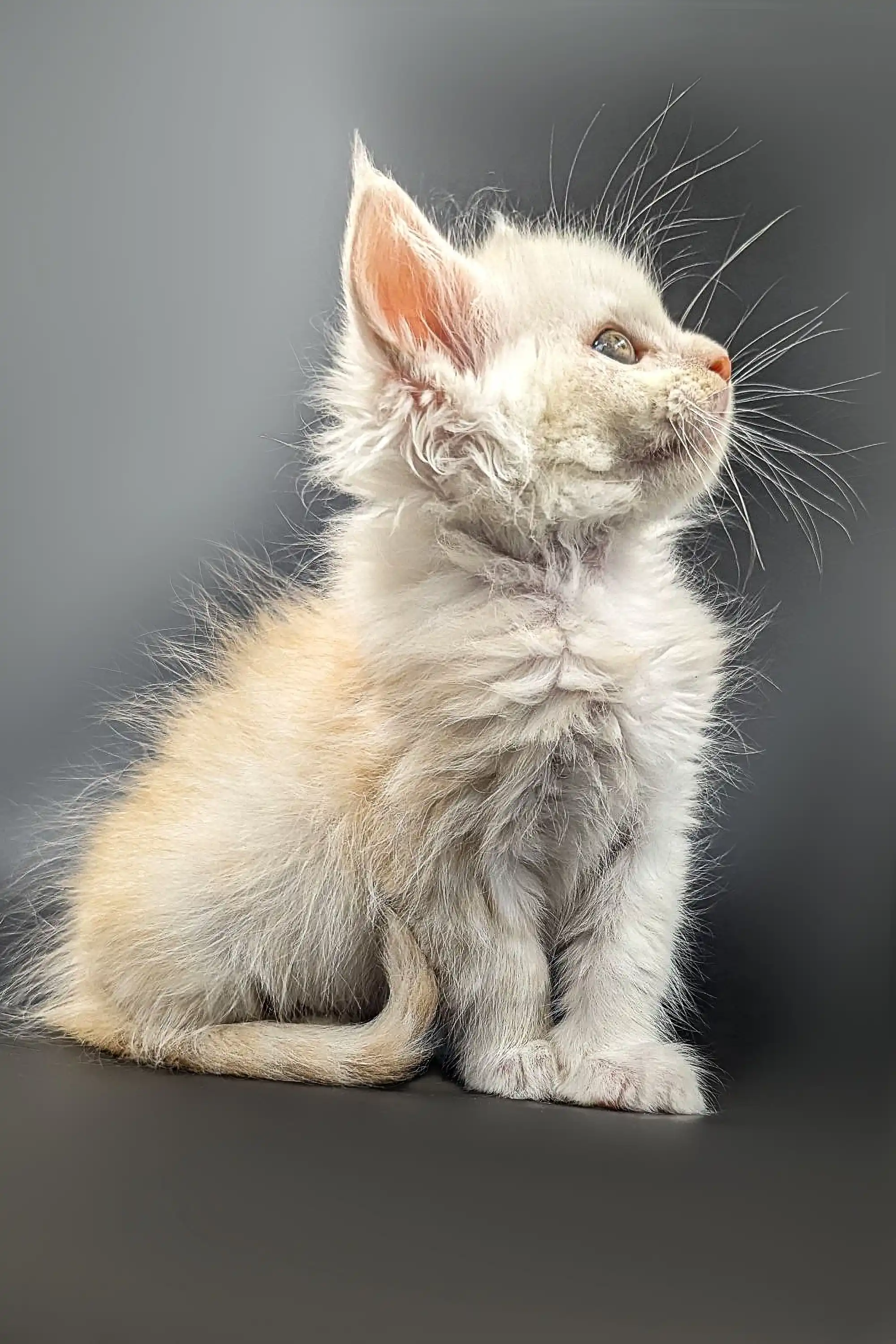 Nikolas | Maine Coon Kitten - Image 10