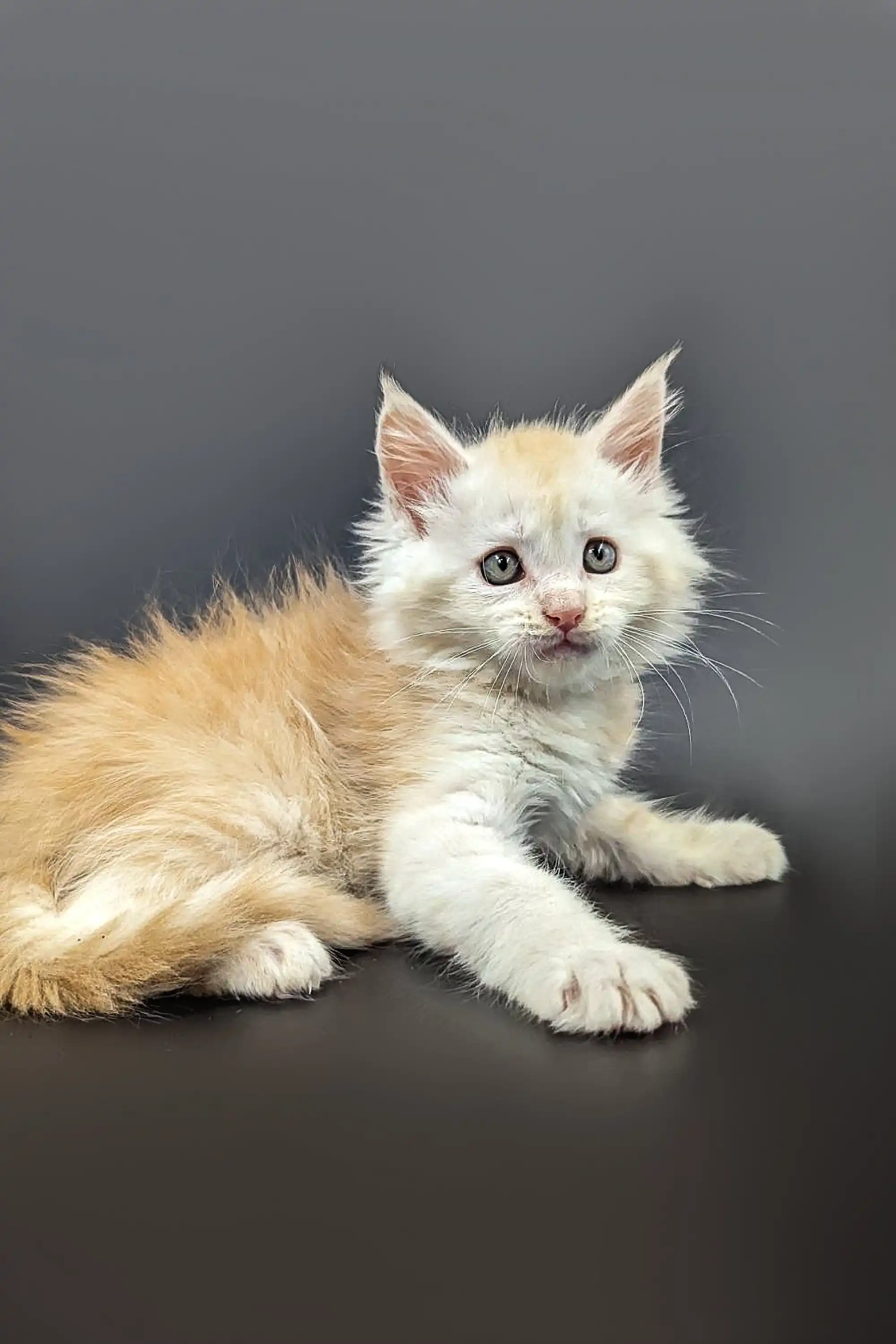 Nikolas | Maine Coon Kitten - Image 2