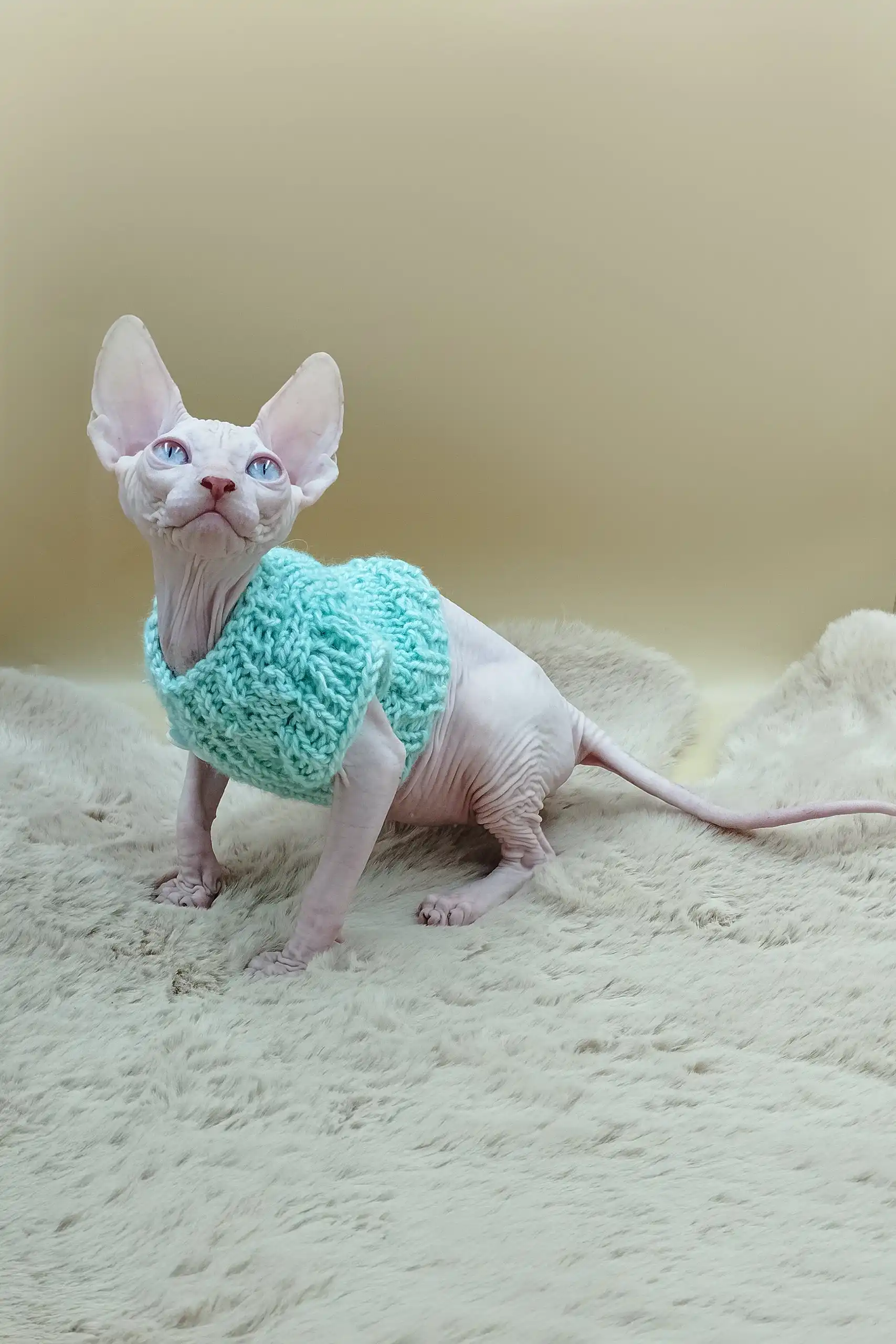 Nikolasha | Sphynx Kitten - Image 6