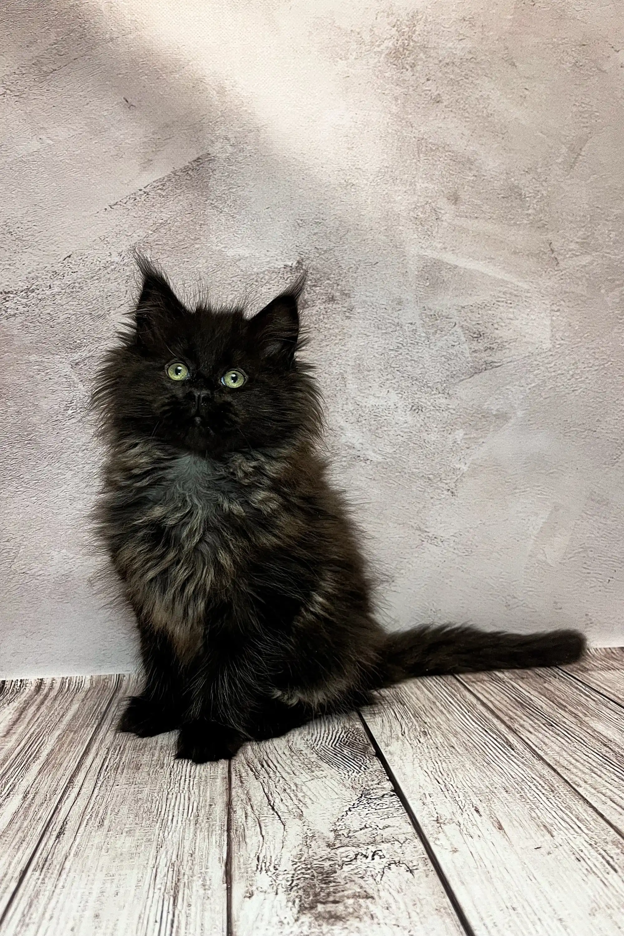 Nora | Maine Coon Kitten - Image 5