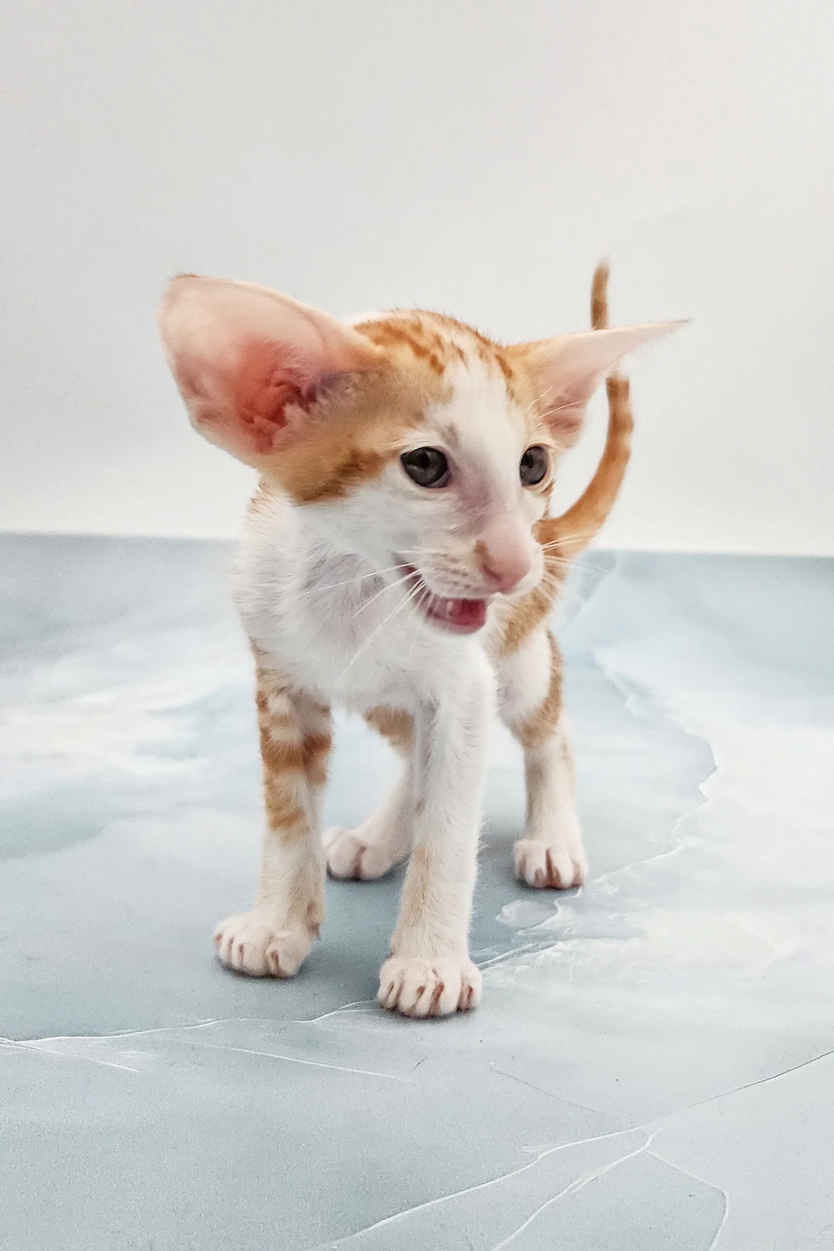 Norbert | Oriental Shorthair Kitten - Image 4