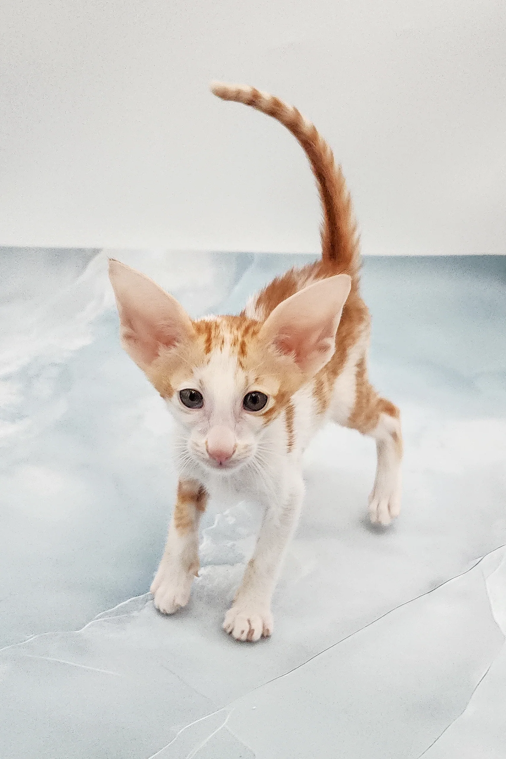 Norbert | Oriental Shorthair Kitten - Image 6
