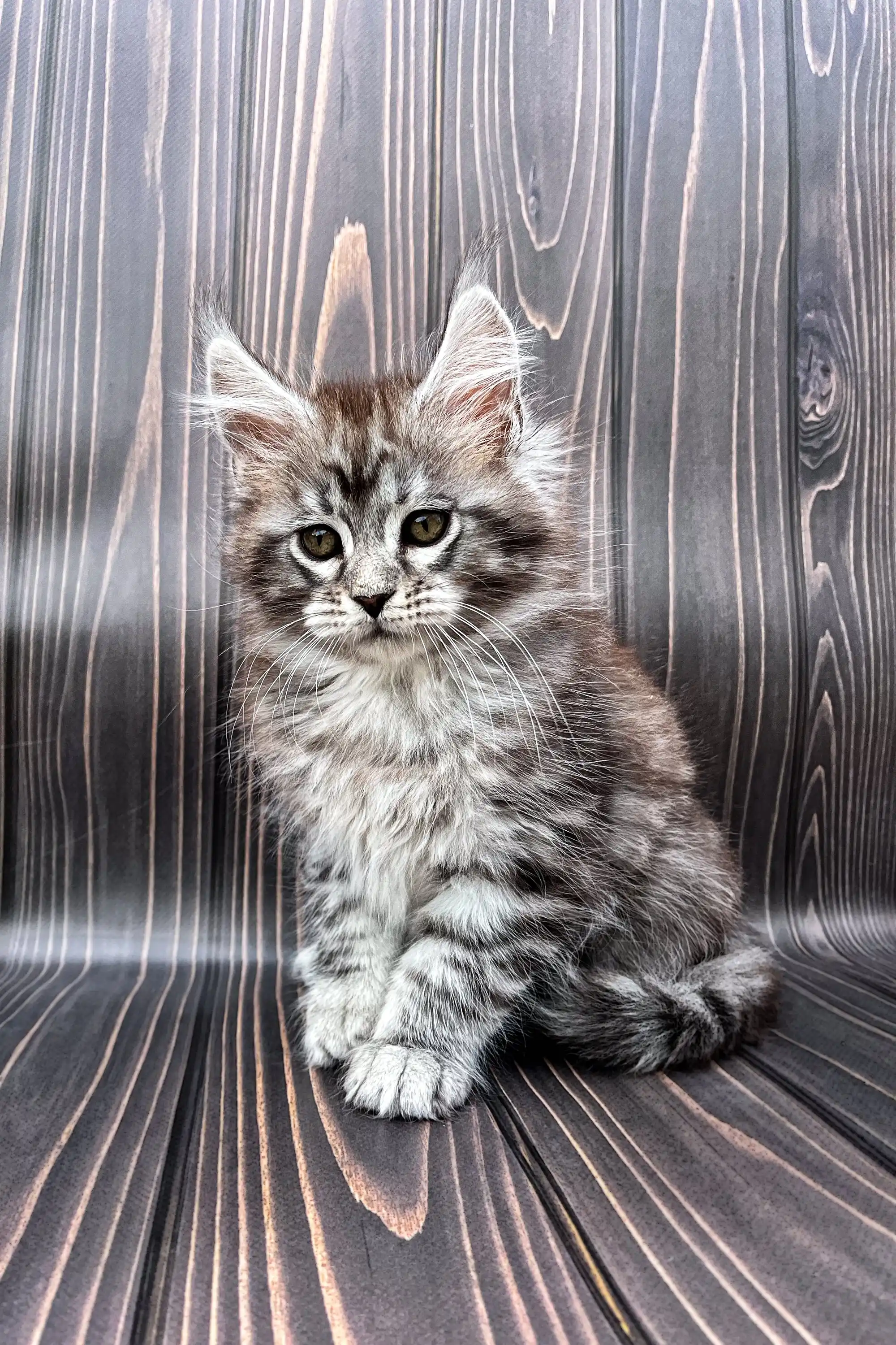 Nordi | Maine Coon Kitten - Image 3