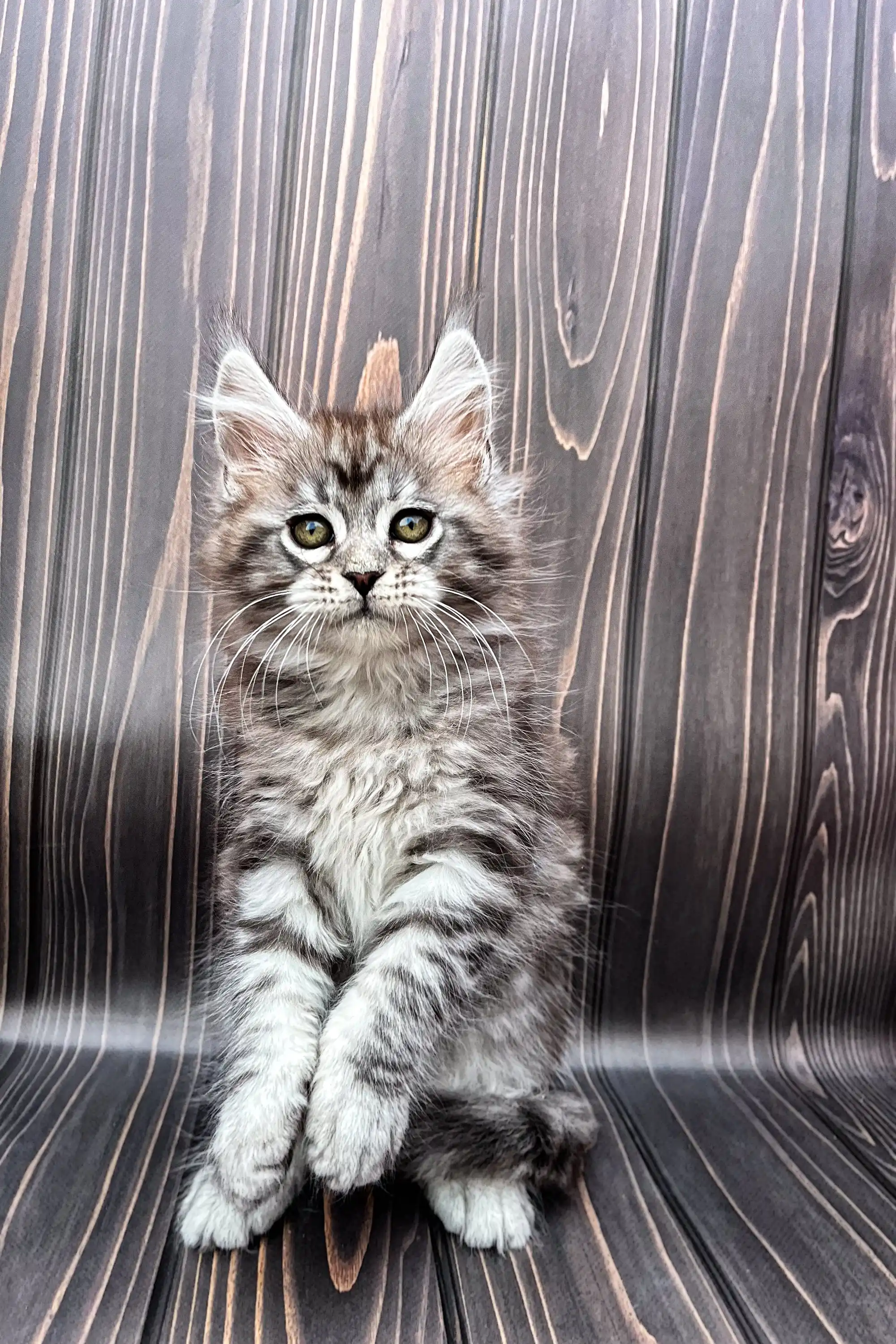 Nordi | Maine Coon Kitten - Image 4