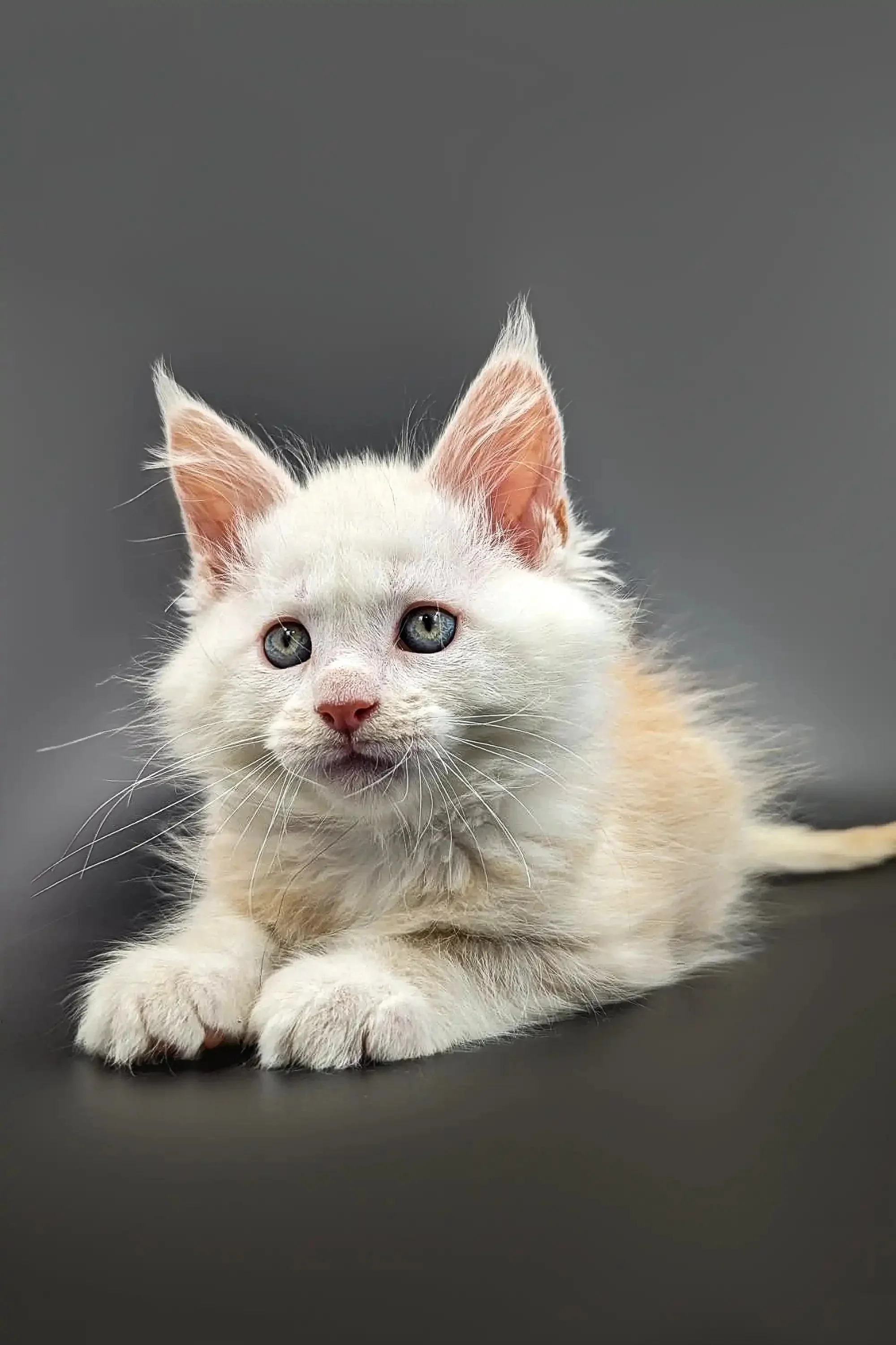 Nuts | Maine Coon Kitten - Image 5
