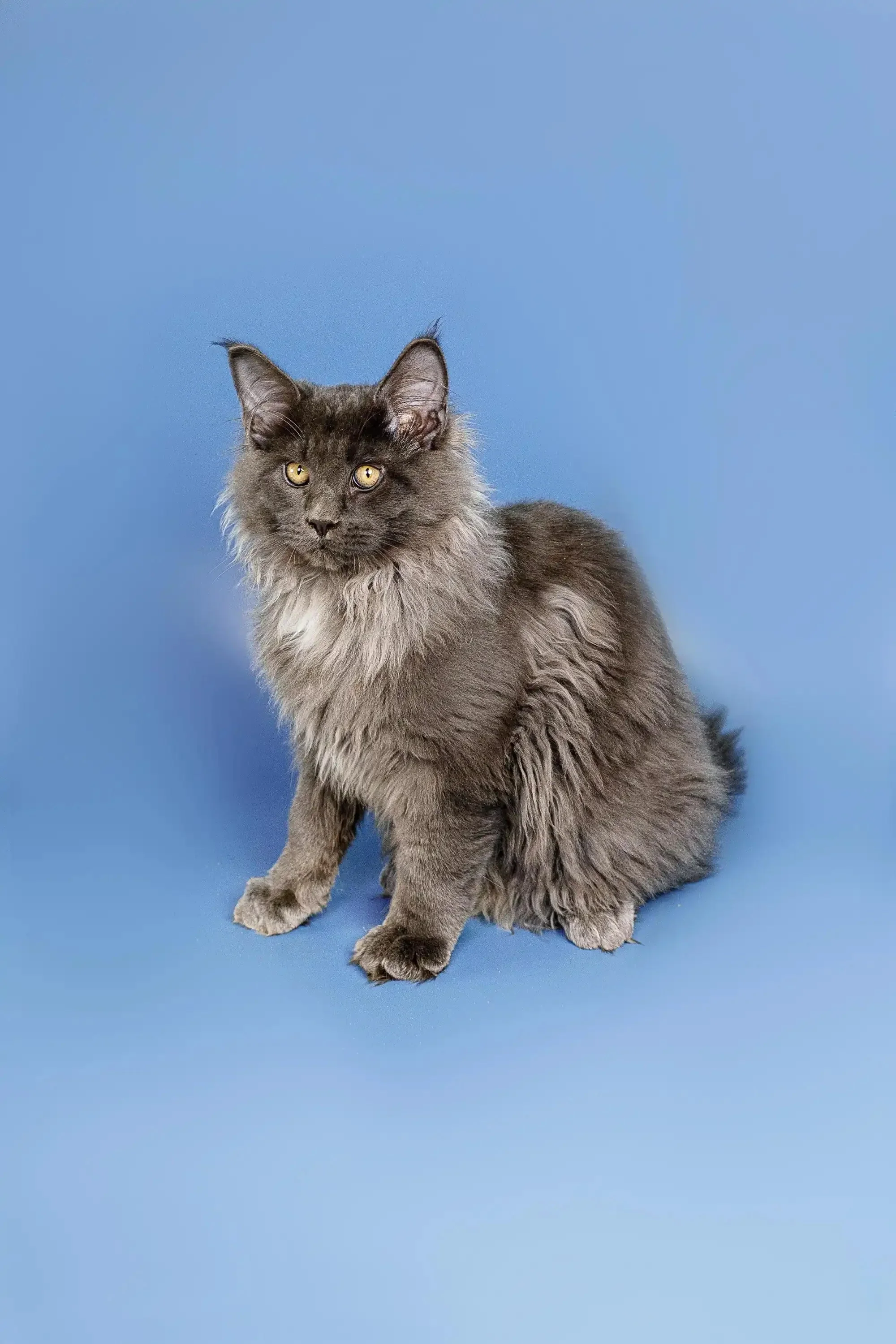 Oberon | Maine Coon Kitten - Image 10