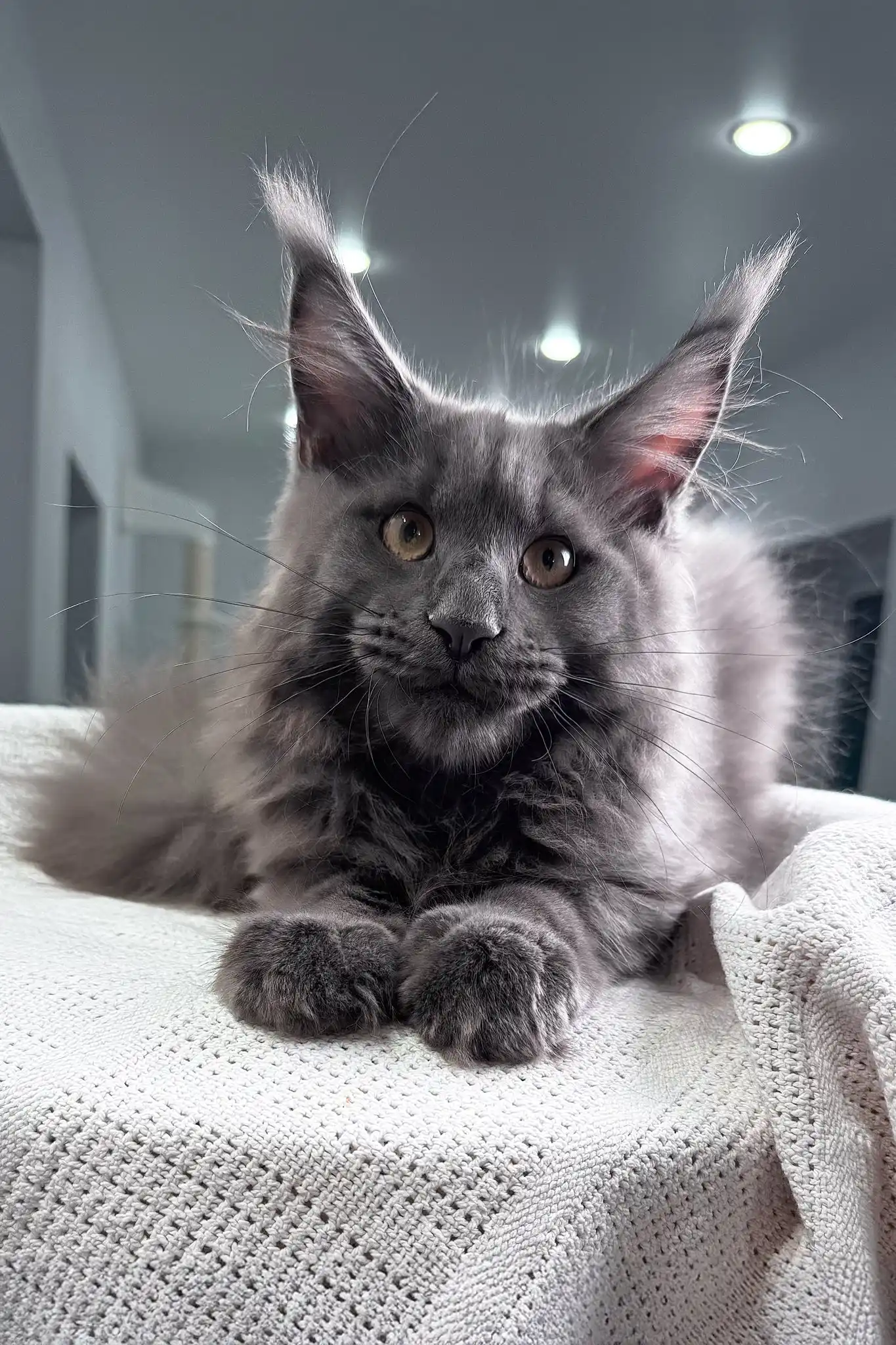 Ocean | Maine Coon Kitten - Image 3