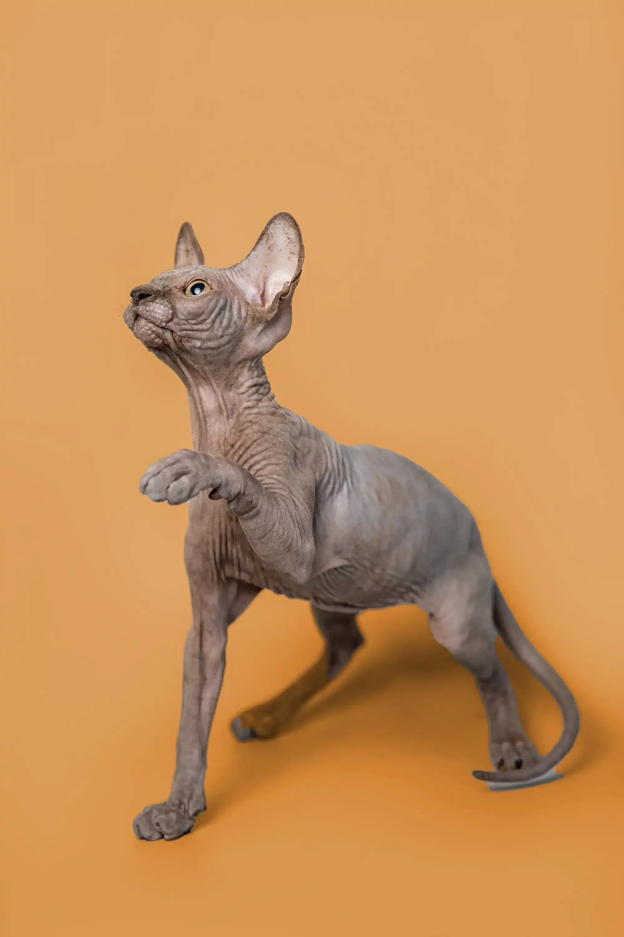 Odie | Sphynx Kitten - Image 13