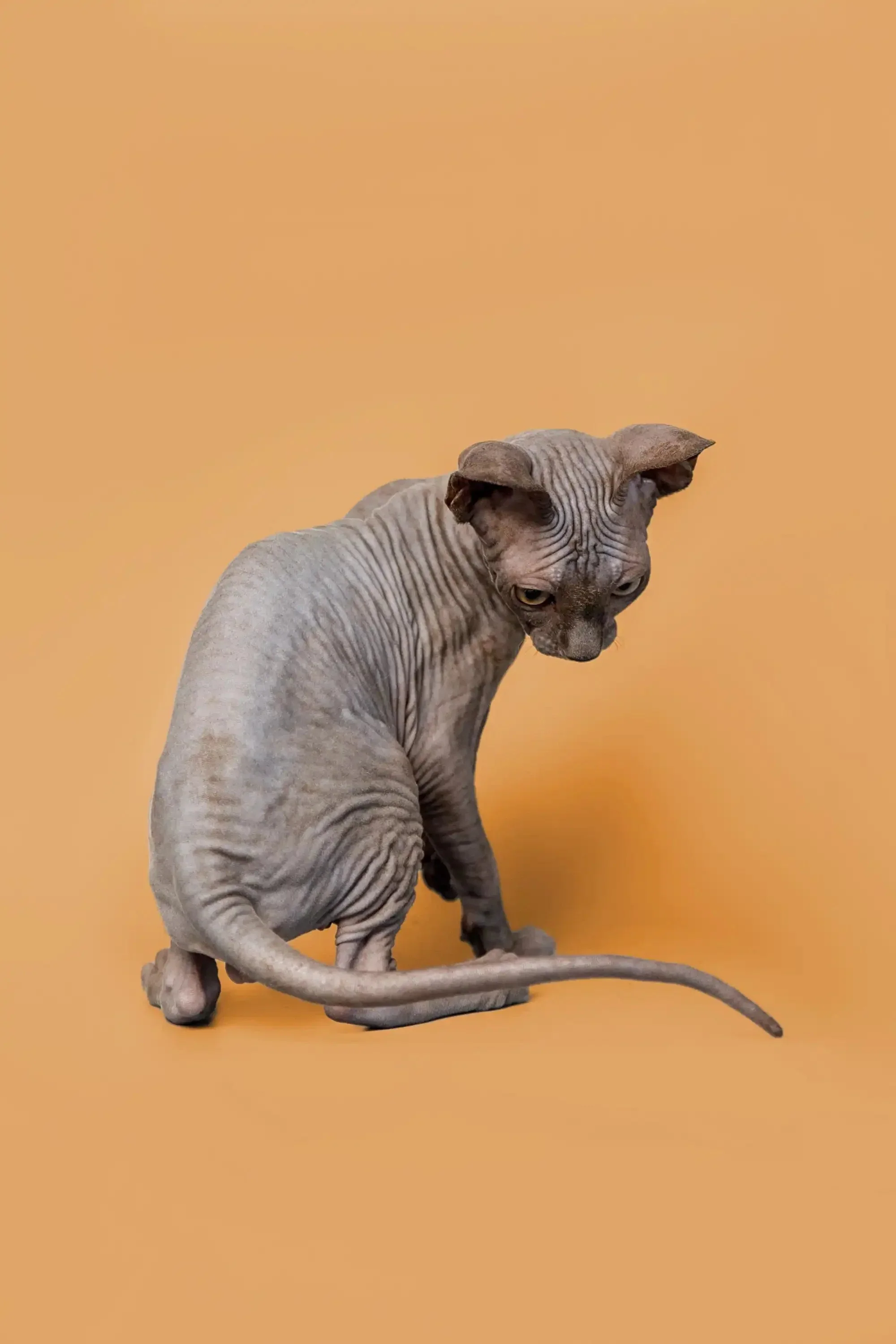 Odie | Sphynx Kitten - Image 17