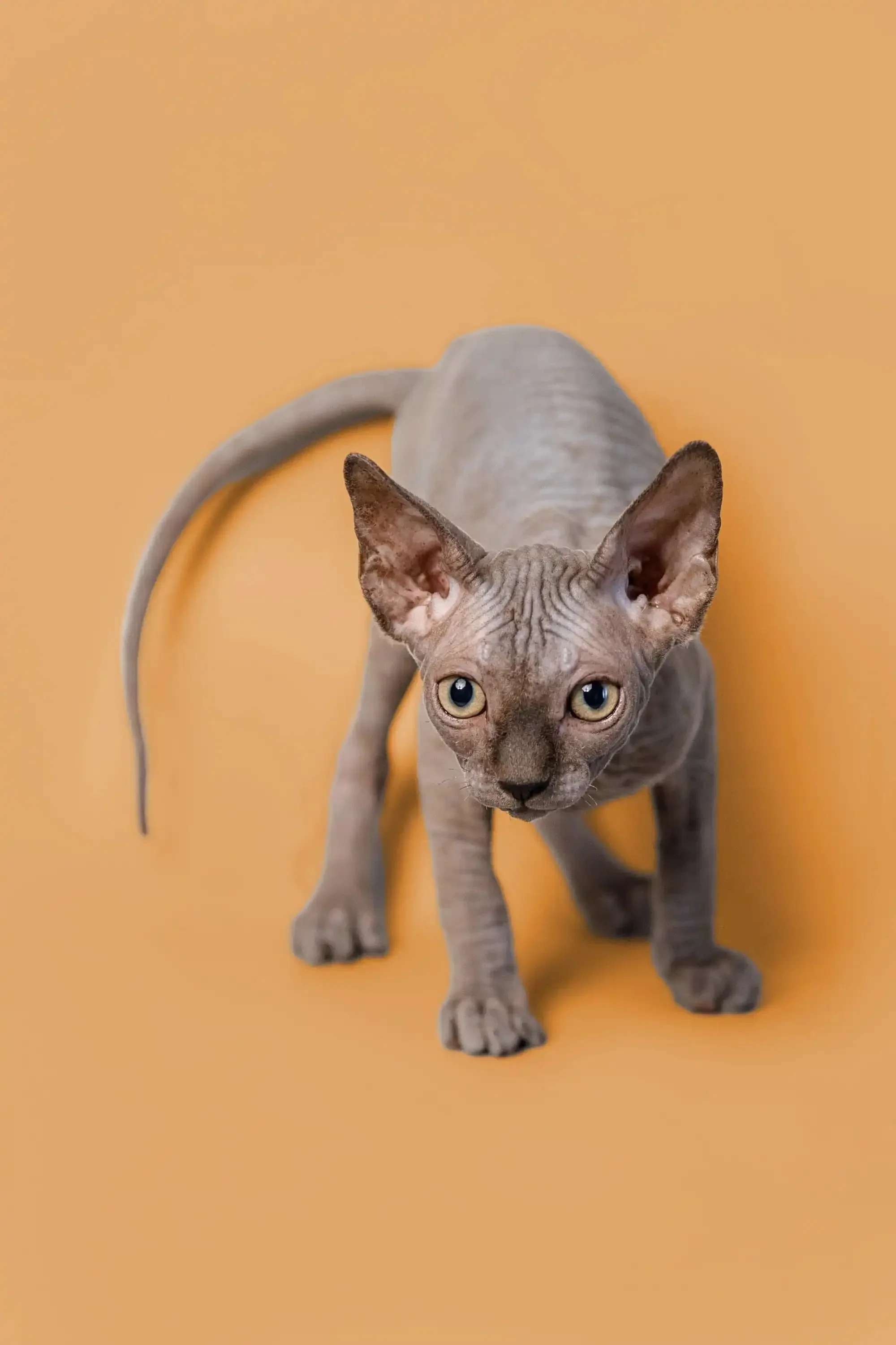 Odie | Sphynx Kitten - Image 4