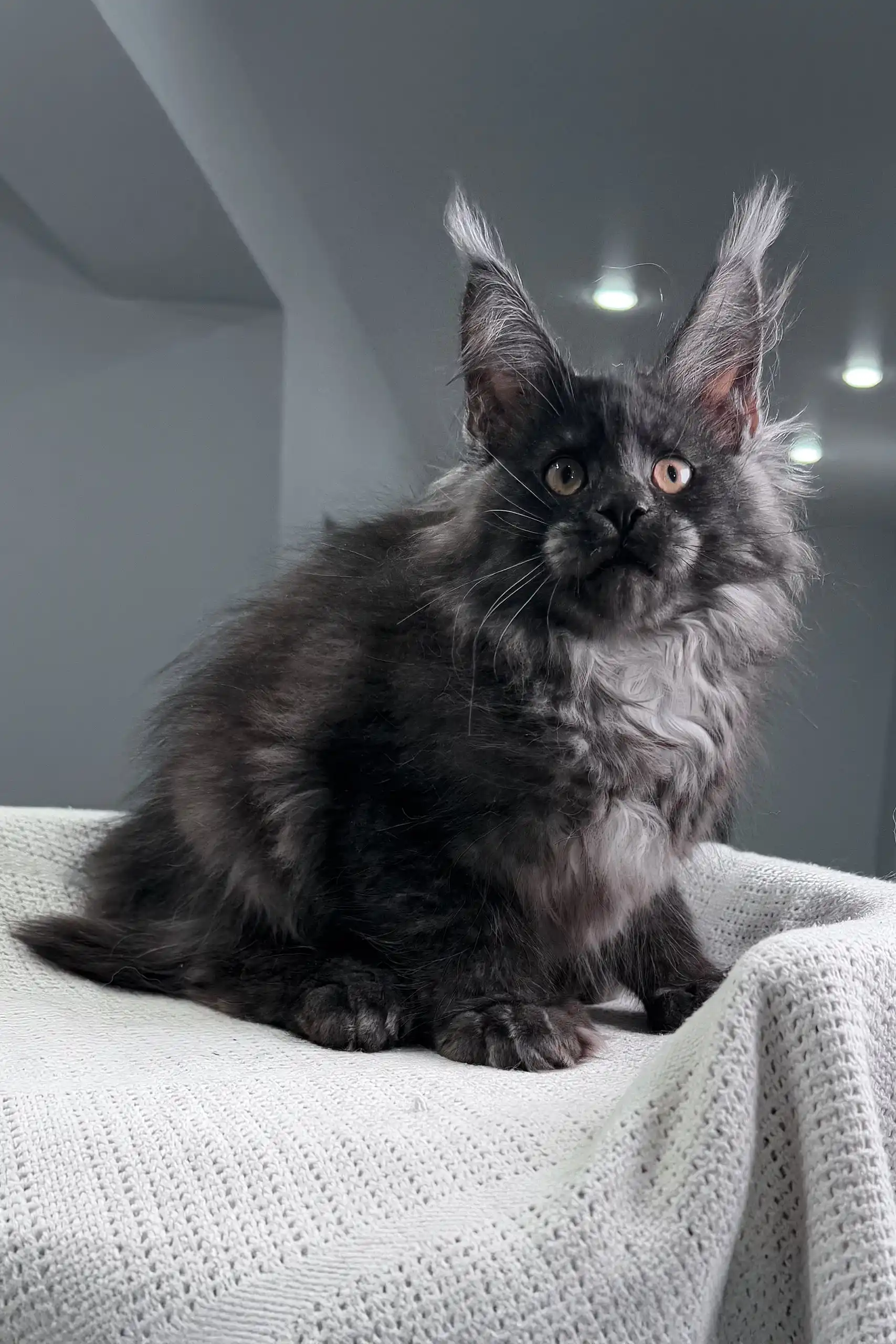 Ofreus | Polydactyl Maine Coon Kitten - Image 10