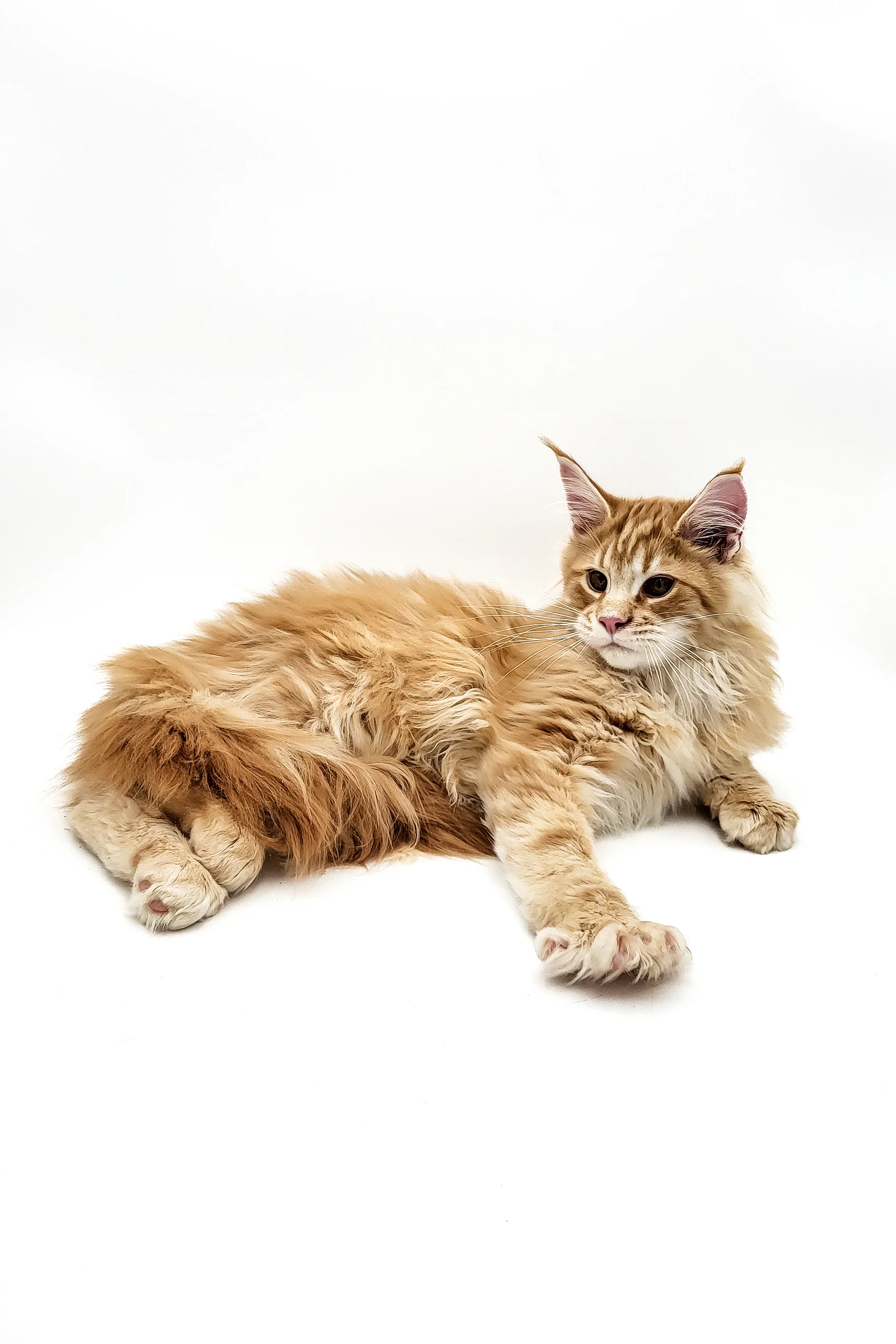Olaf | Maine Coon Kitten - Image 5