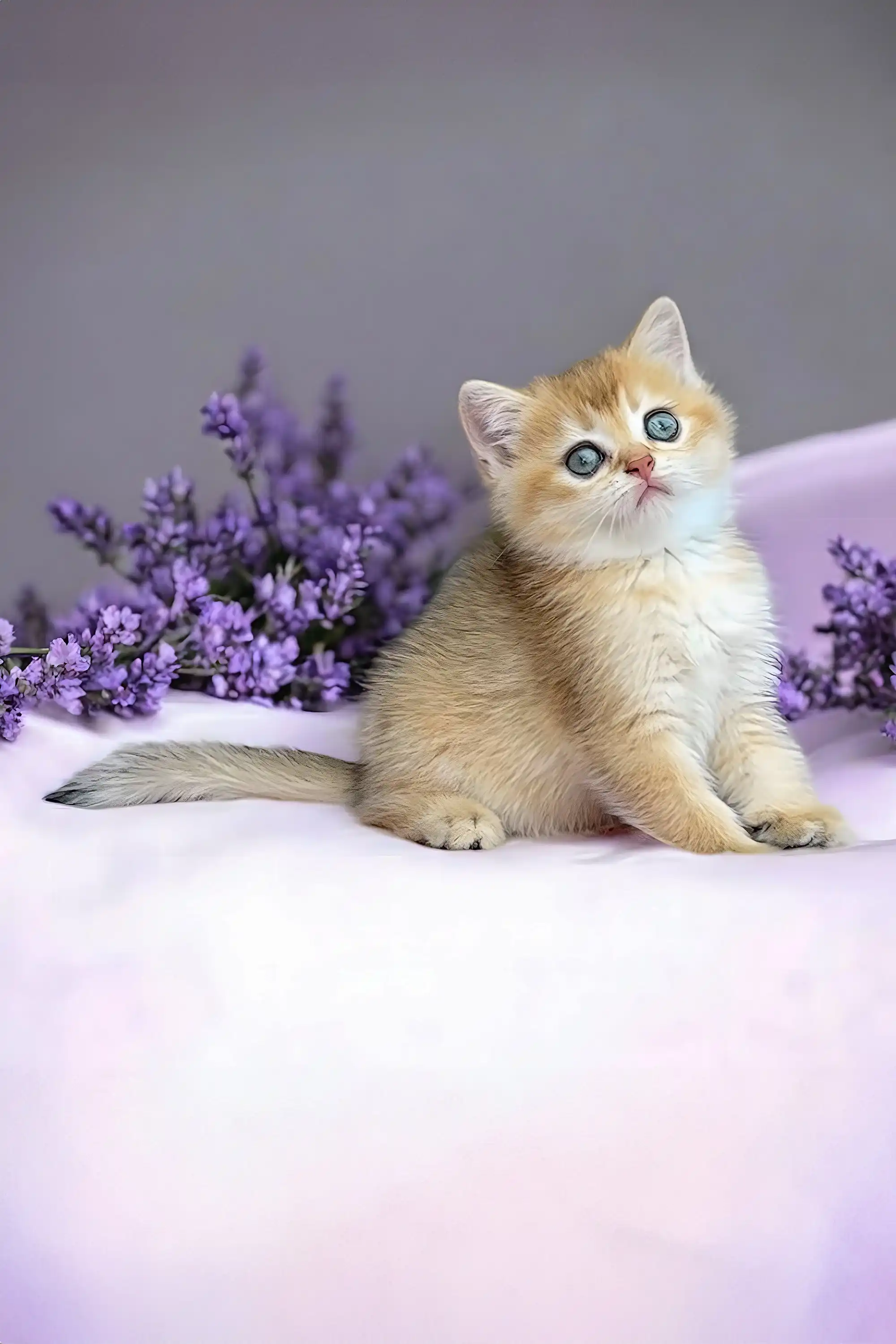 Olive | Scottish Fold Kitten - Image 2