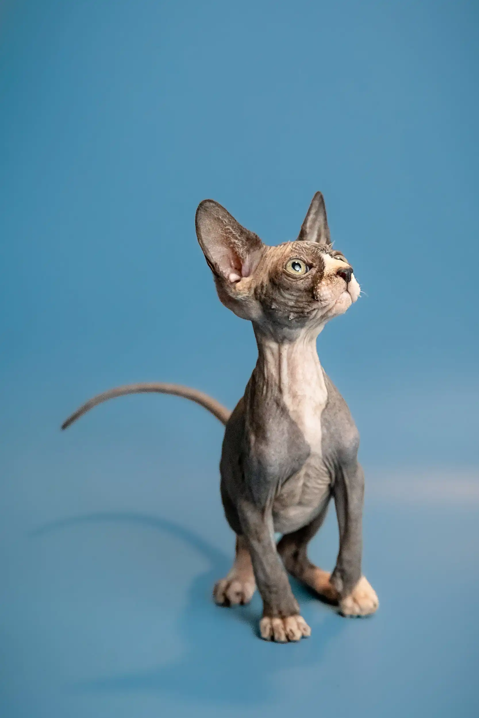 Oliver | Sphynx Kitten - Image 7