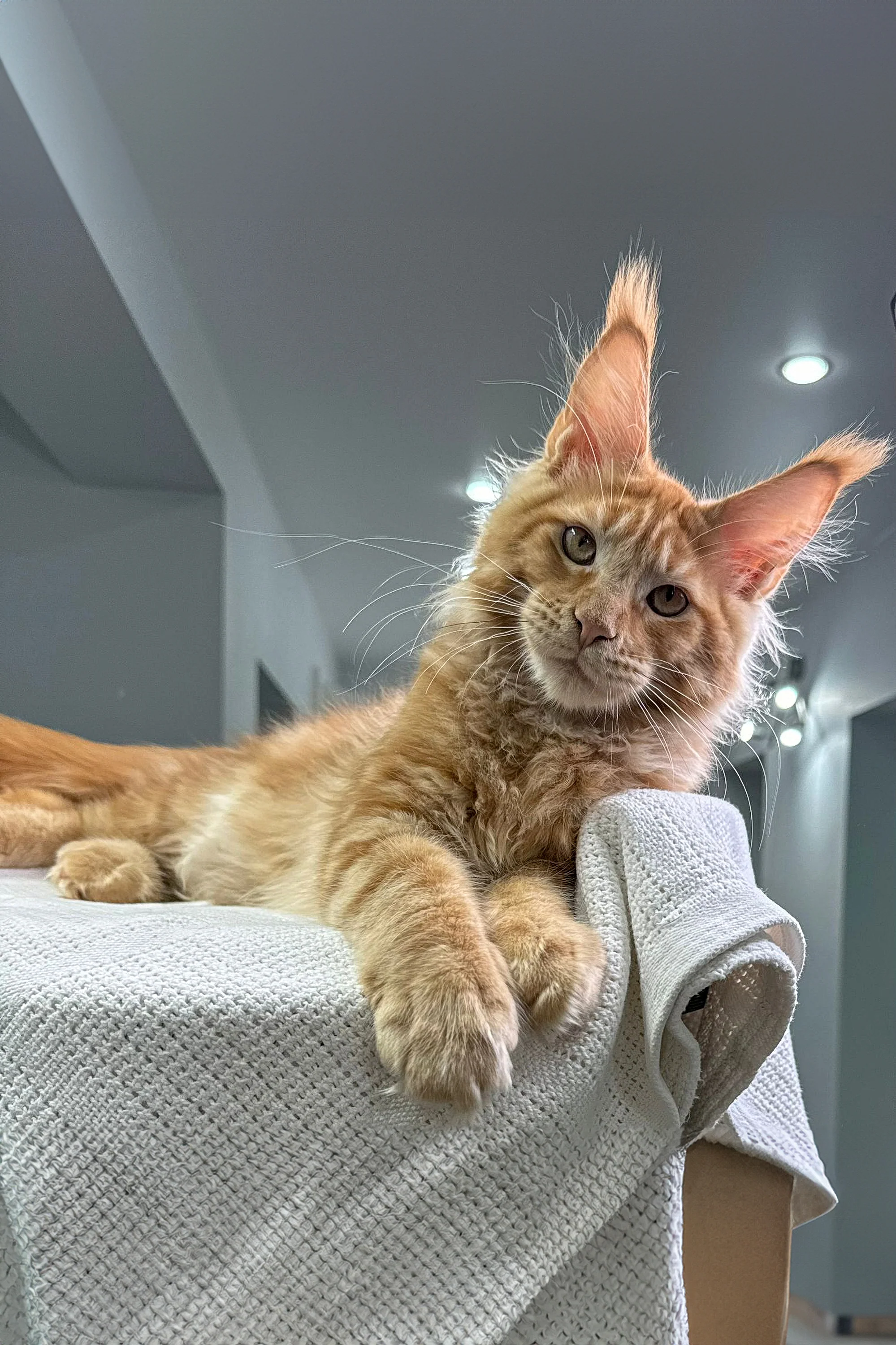 Oliver | Maine Coon Kitten - Image 10