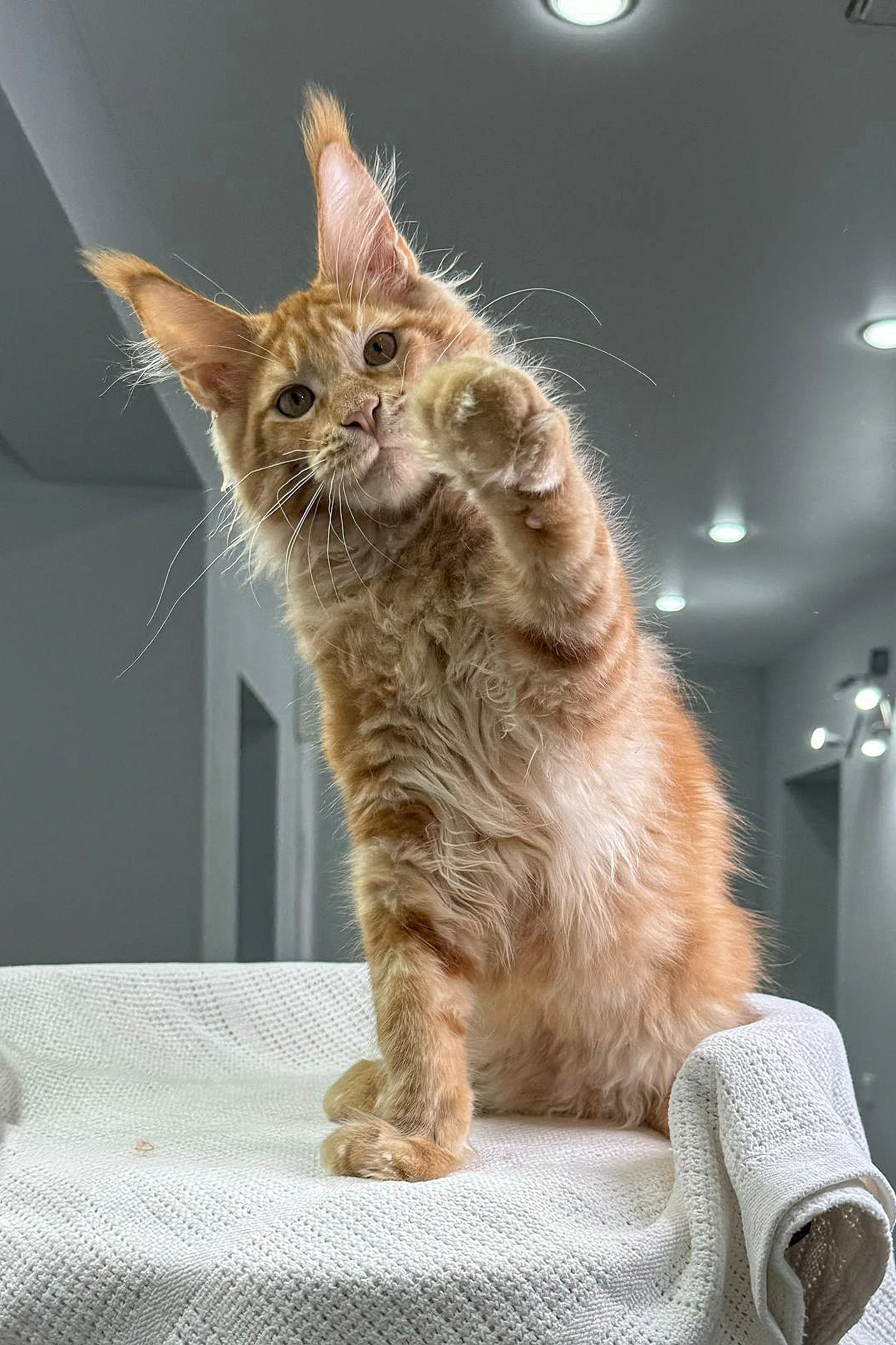 Oliver | Maine Coon Kitten - Image 11