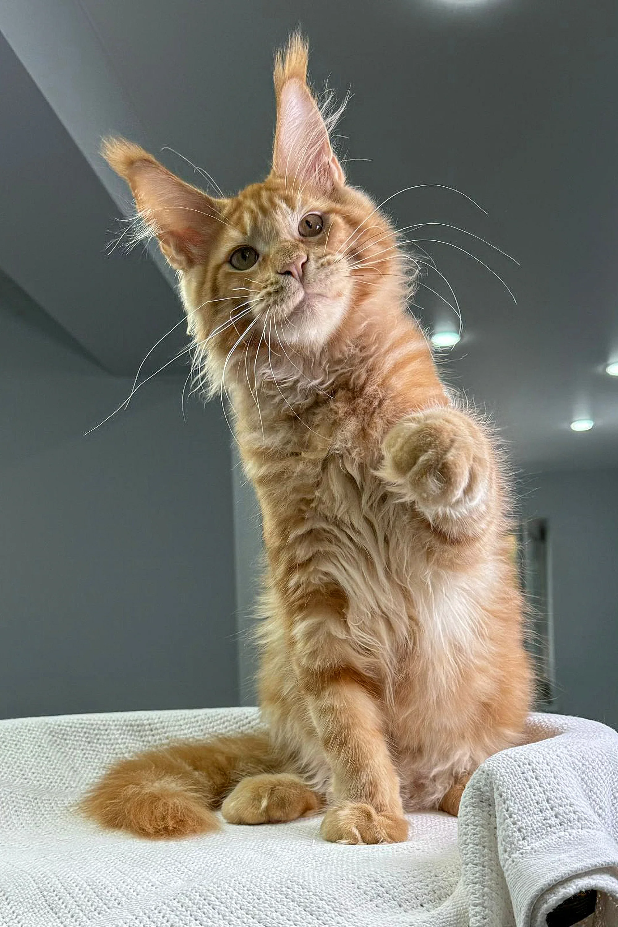 Oliver | Maine Coon Kitten - Image 14