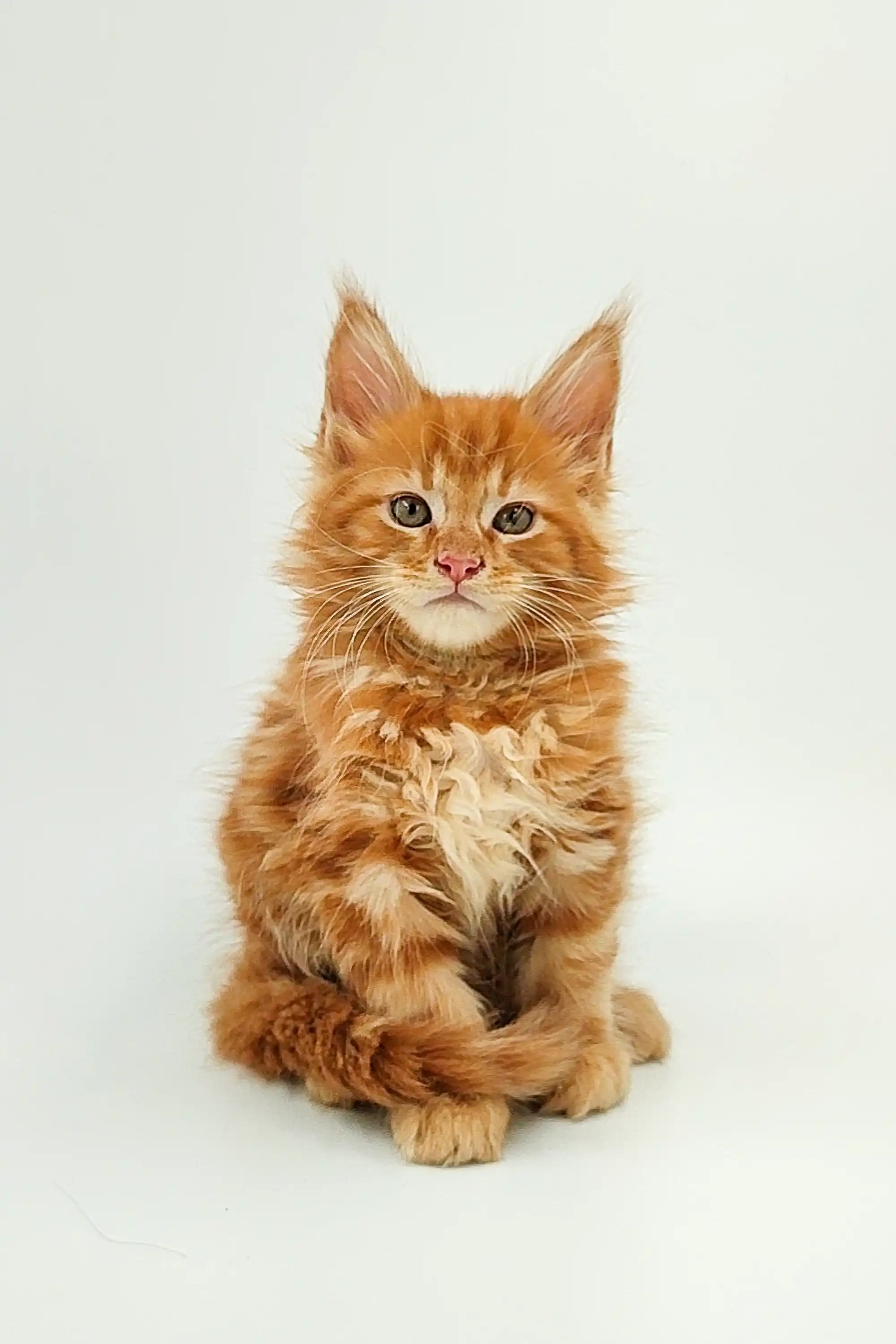 Oliver | Maine Coon Kitten - Image 7