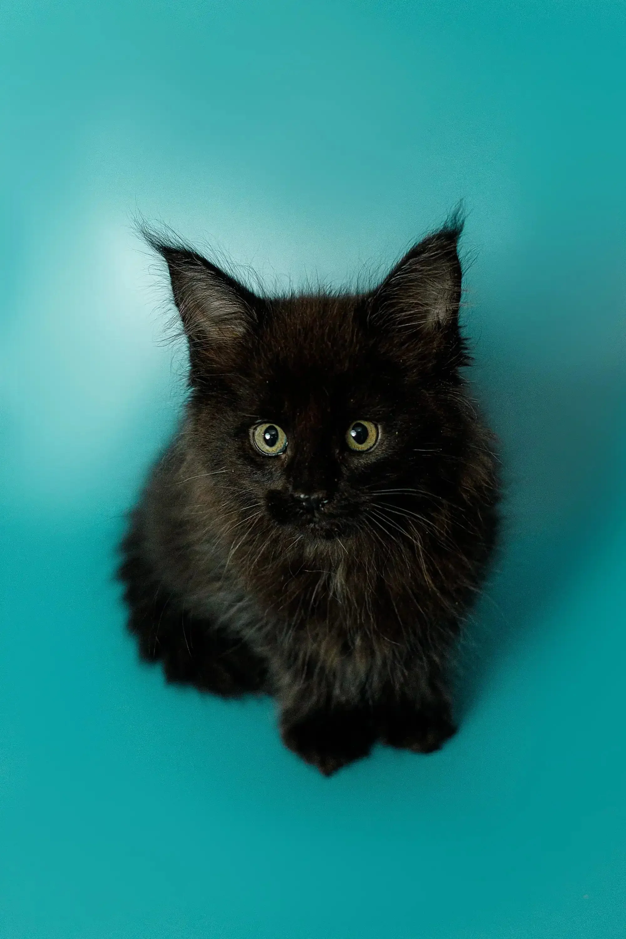 Olivia | Maine Coon Kitten - Image 13
