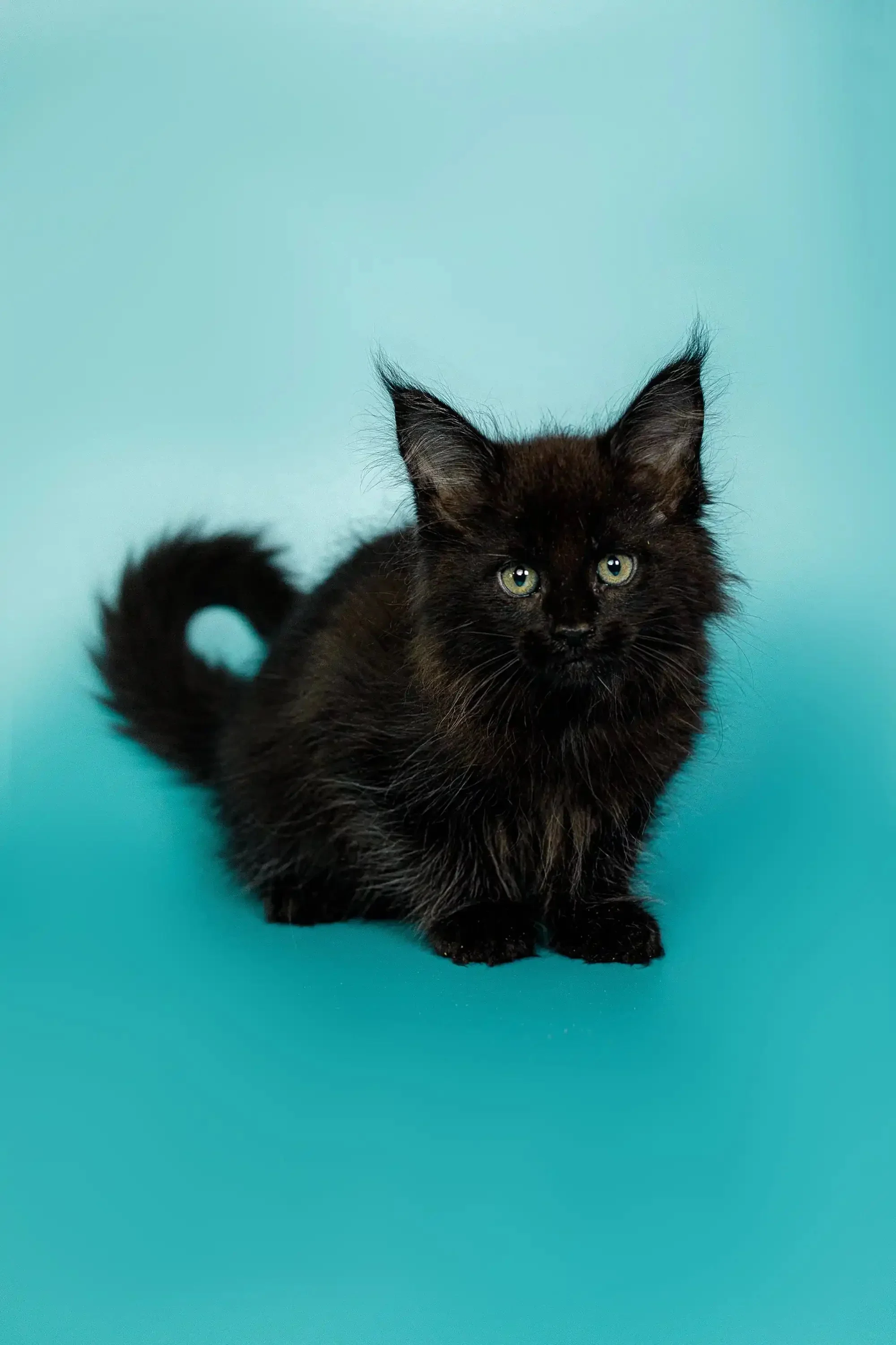 Olivia | Maine Coon Kitten - Image 8