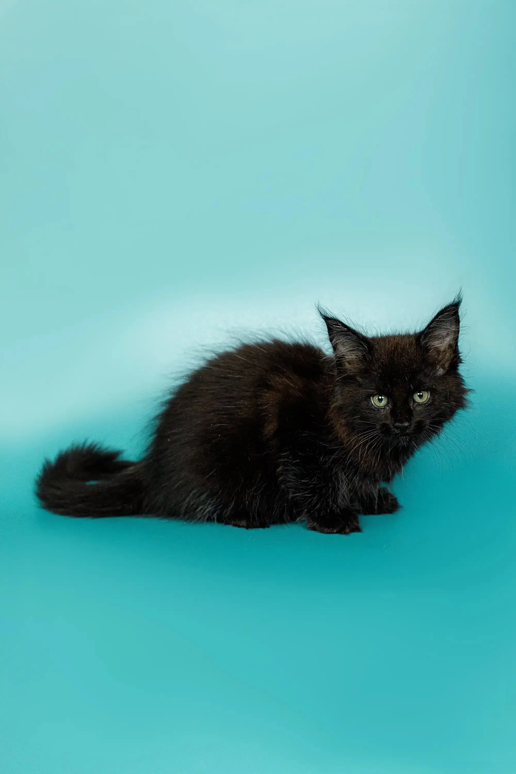Olivia | Maine Coon Kitten - Image 9